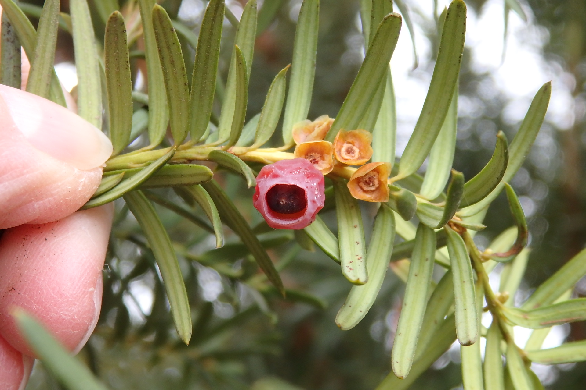 2_yew_leaves_seed_and_red_berry-like_aril_kinter_photo.jpg