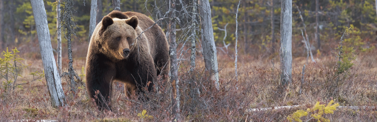 Living in Bear Country