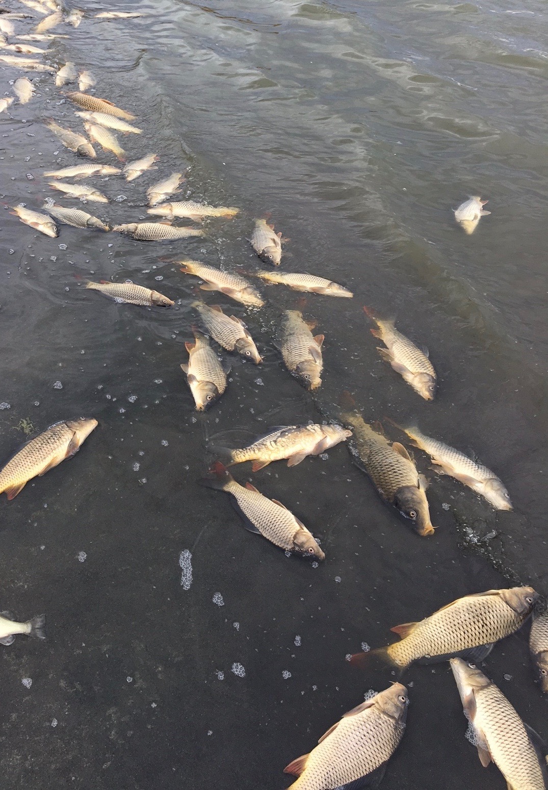 Carp killed by rotenone during fish restoration project at Bruneau Dunes State Park