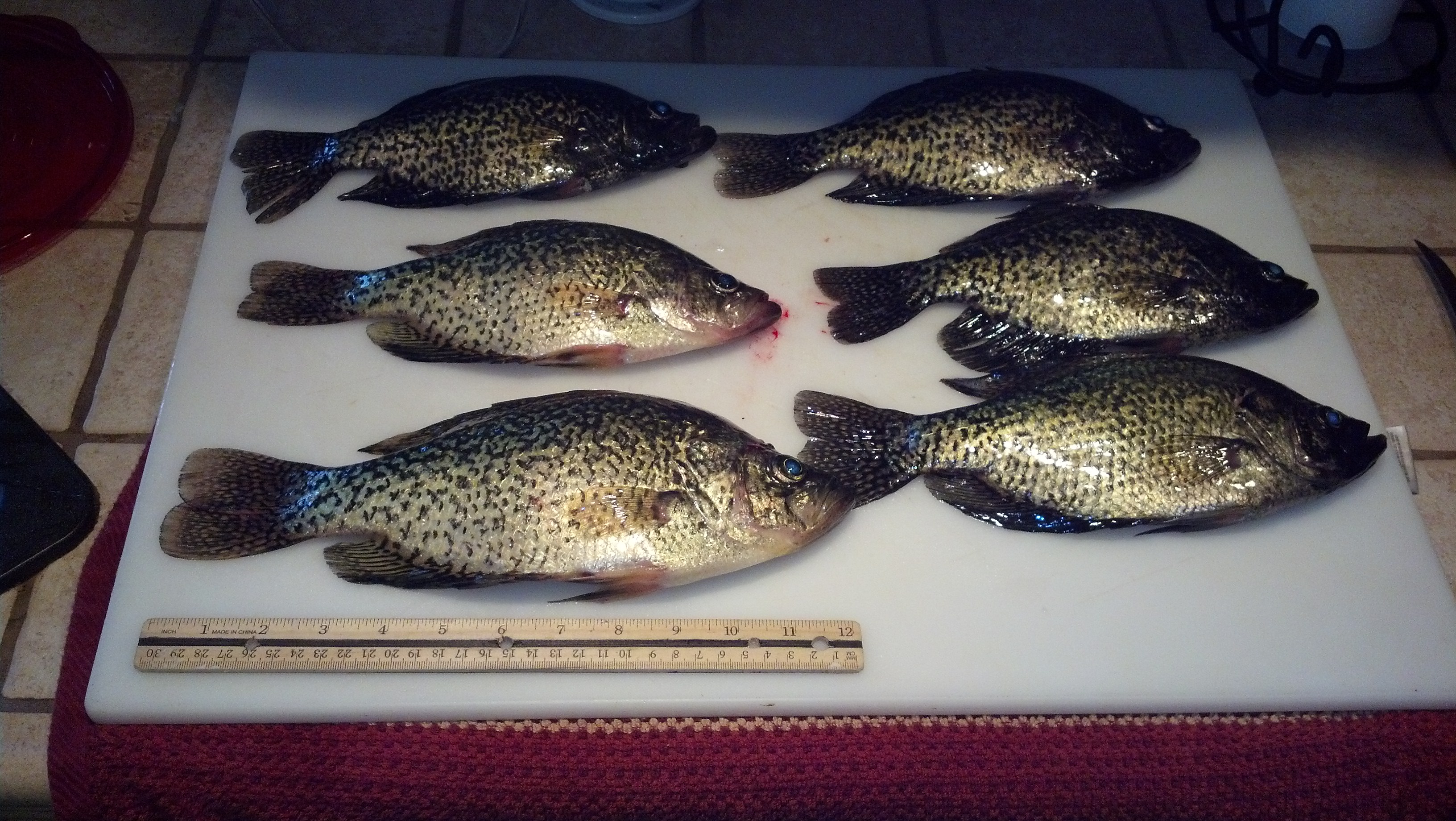 Strike while it's hot! There are lots of crappie at C.J. Strike