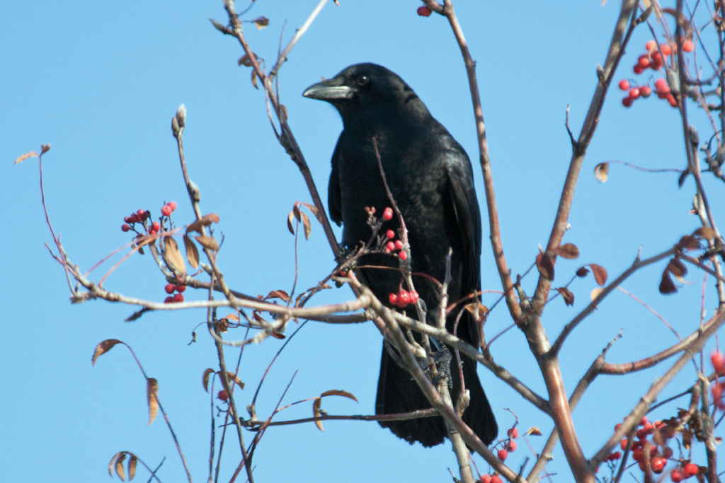 November Wildlife Express: Corvids are cool! | Idaho Fish and Game