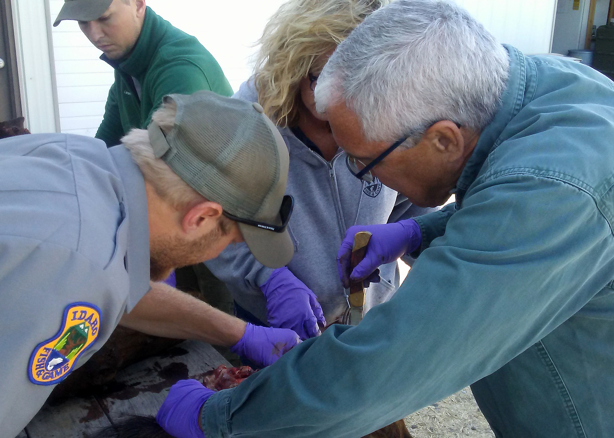 A group of people removing a lymph node from a harvested deer.