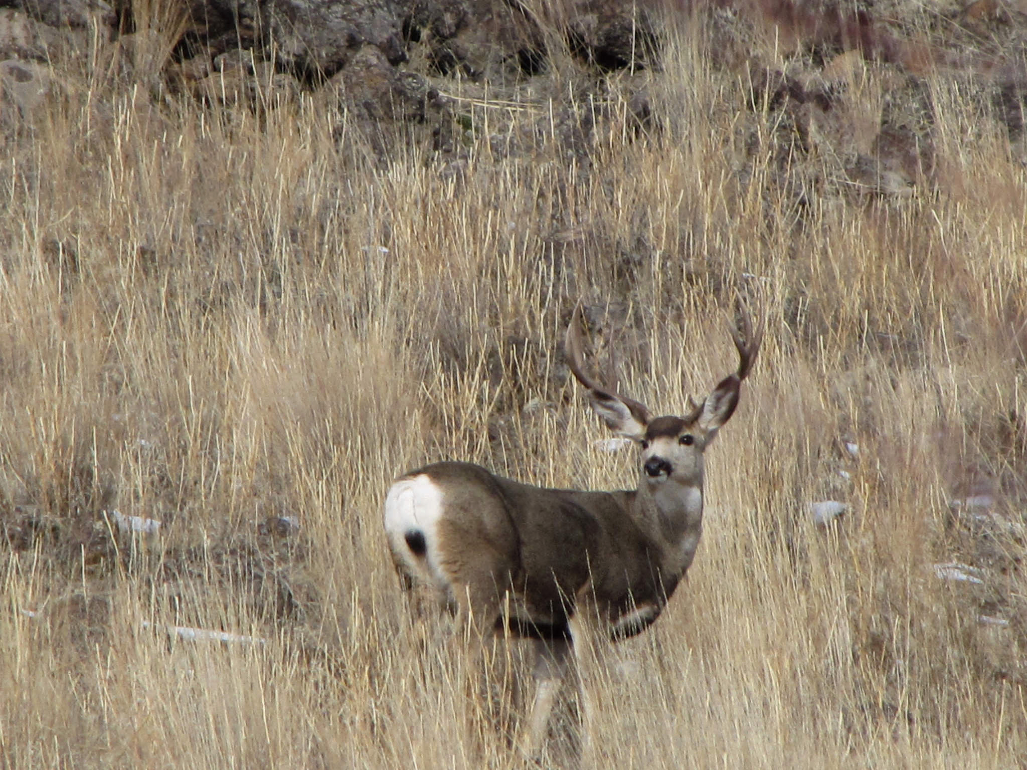 mule deer buck in grass medium shot January 2016