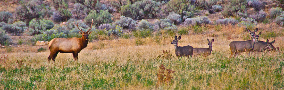 Elk and Deer