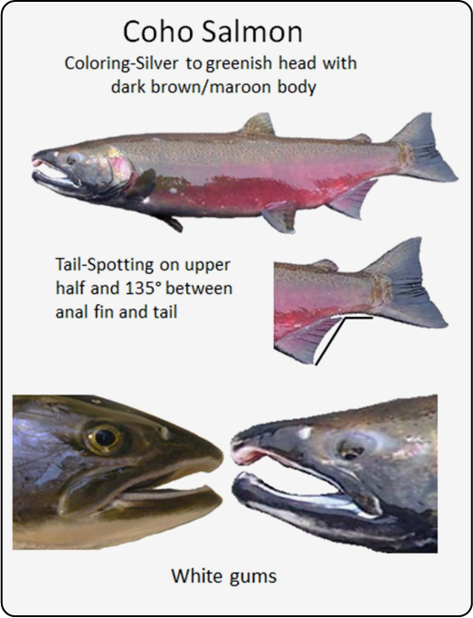 Salmon vs Steelhead