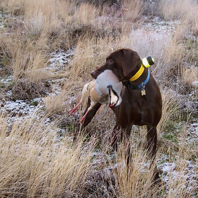 hunting dog with a Chukar in it's mouth standing in lightly dusted snowy grass