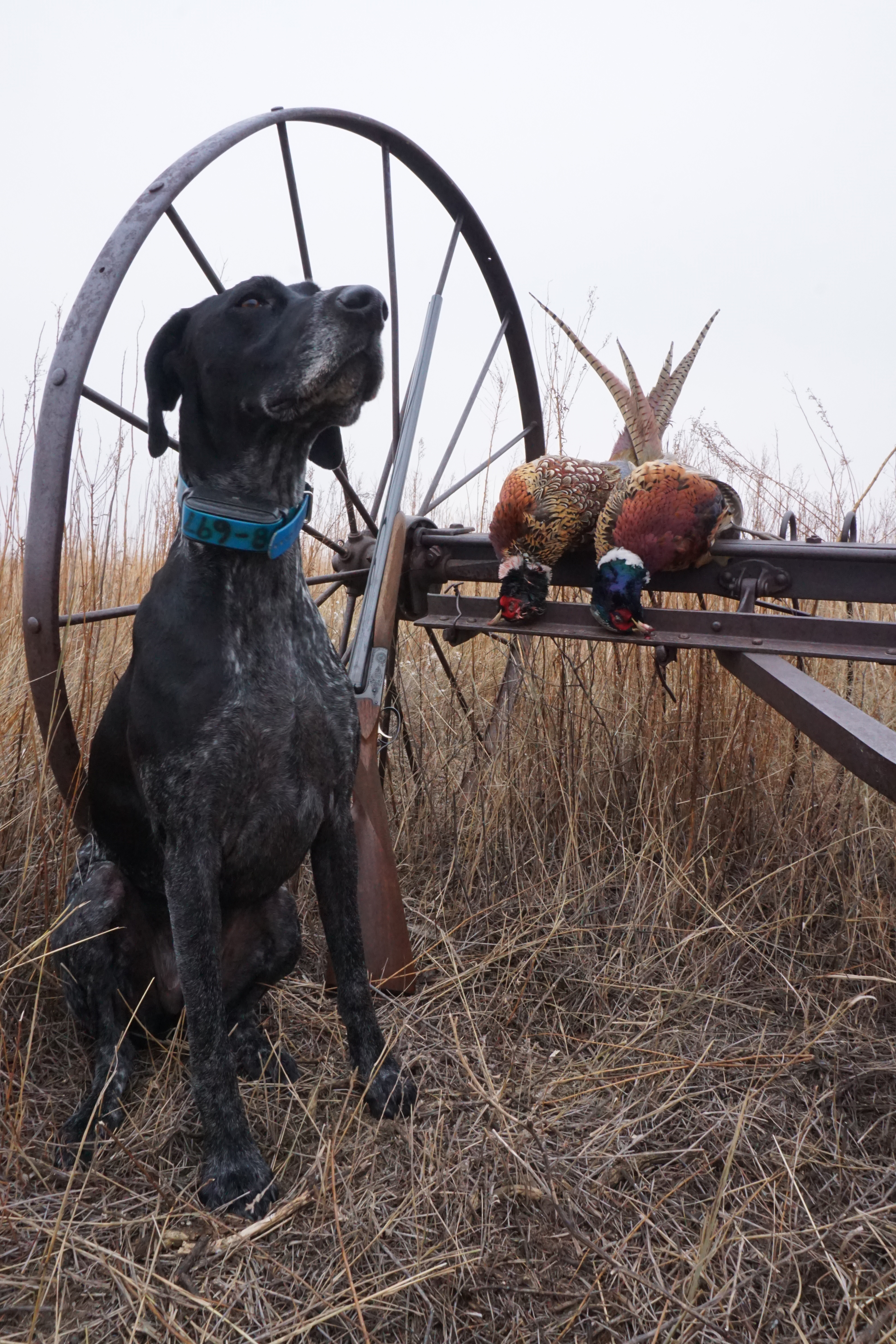 Ring-Necked Pheasant: Game Bird Profile - Gun Dog