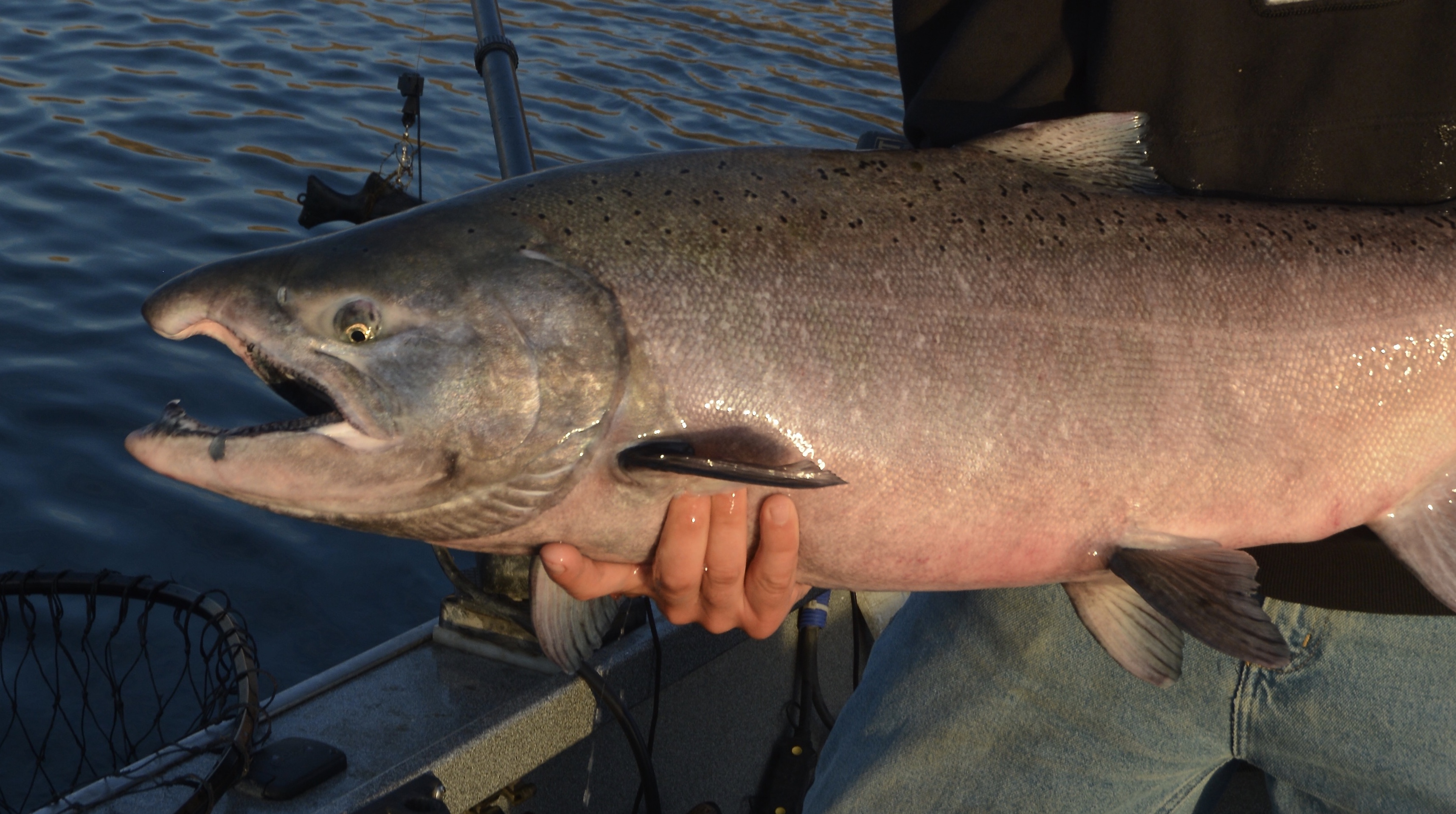 Fall Chinook salmon, Snake River, Clearwater Region, Idaho