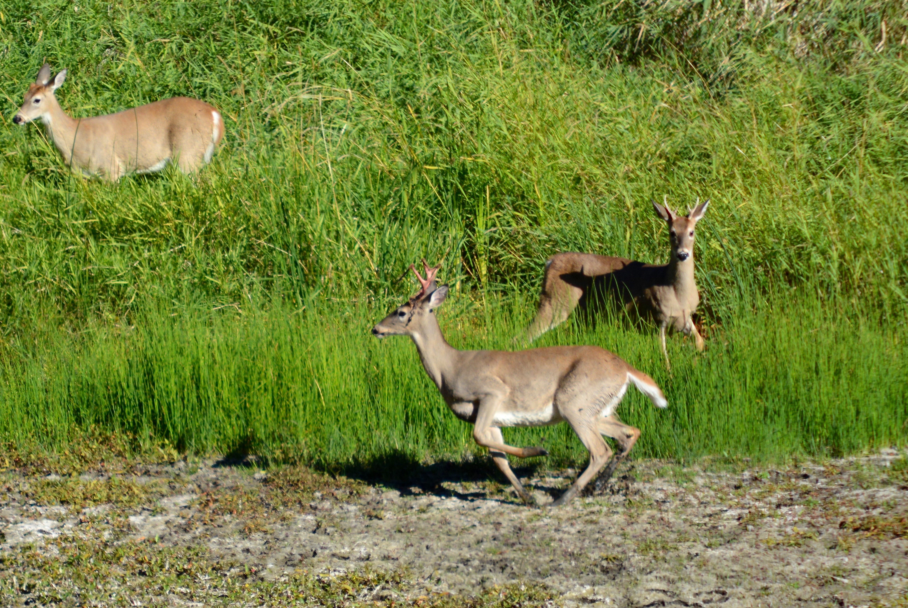 White-tailed deer, Panhandle Region, North Idaho
