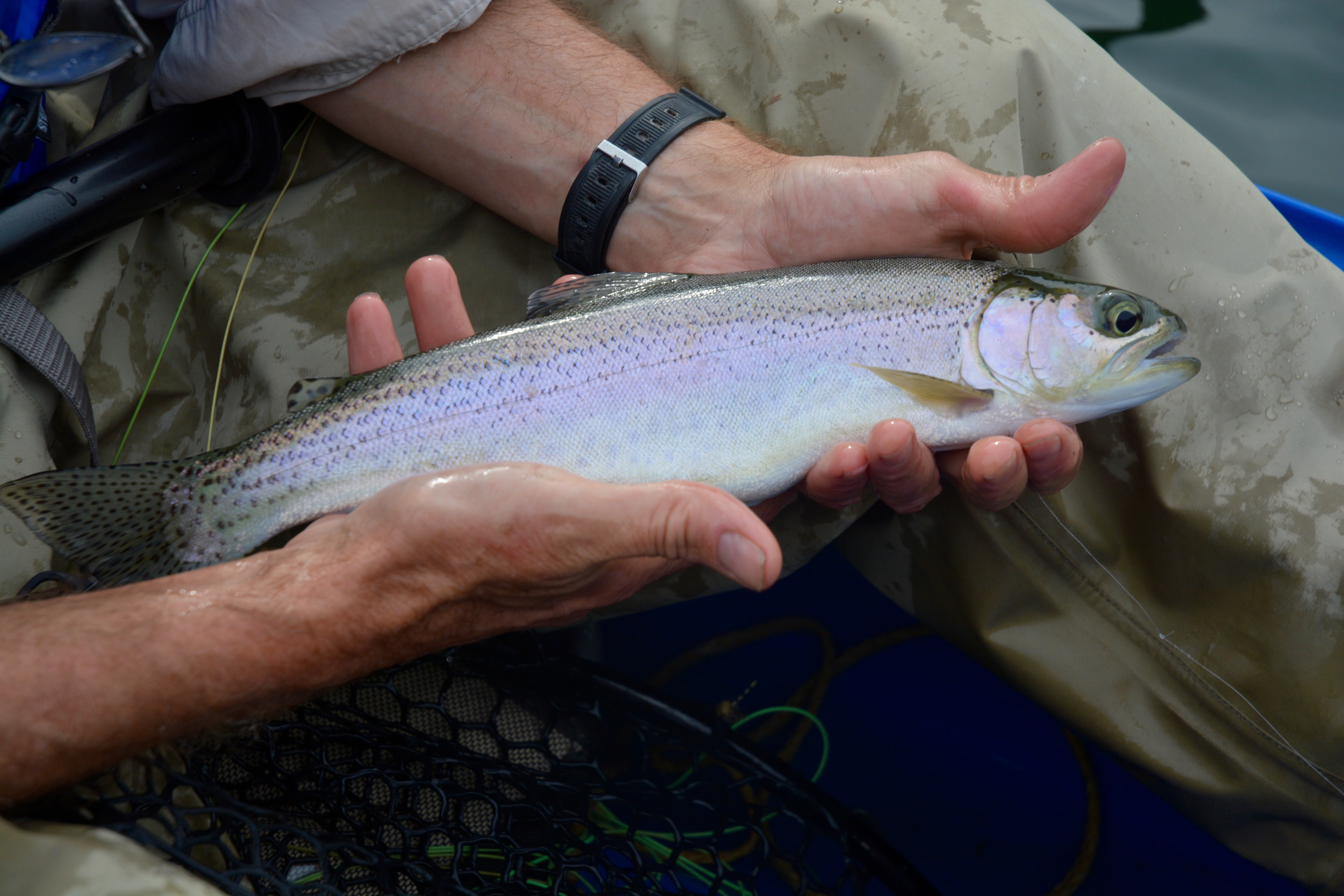 Rainbow trout, Kootenai River, North Idaho, Panhandle, 