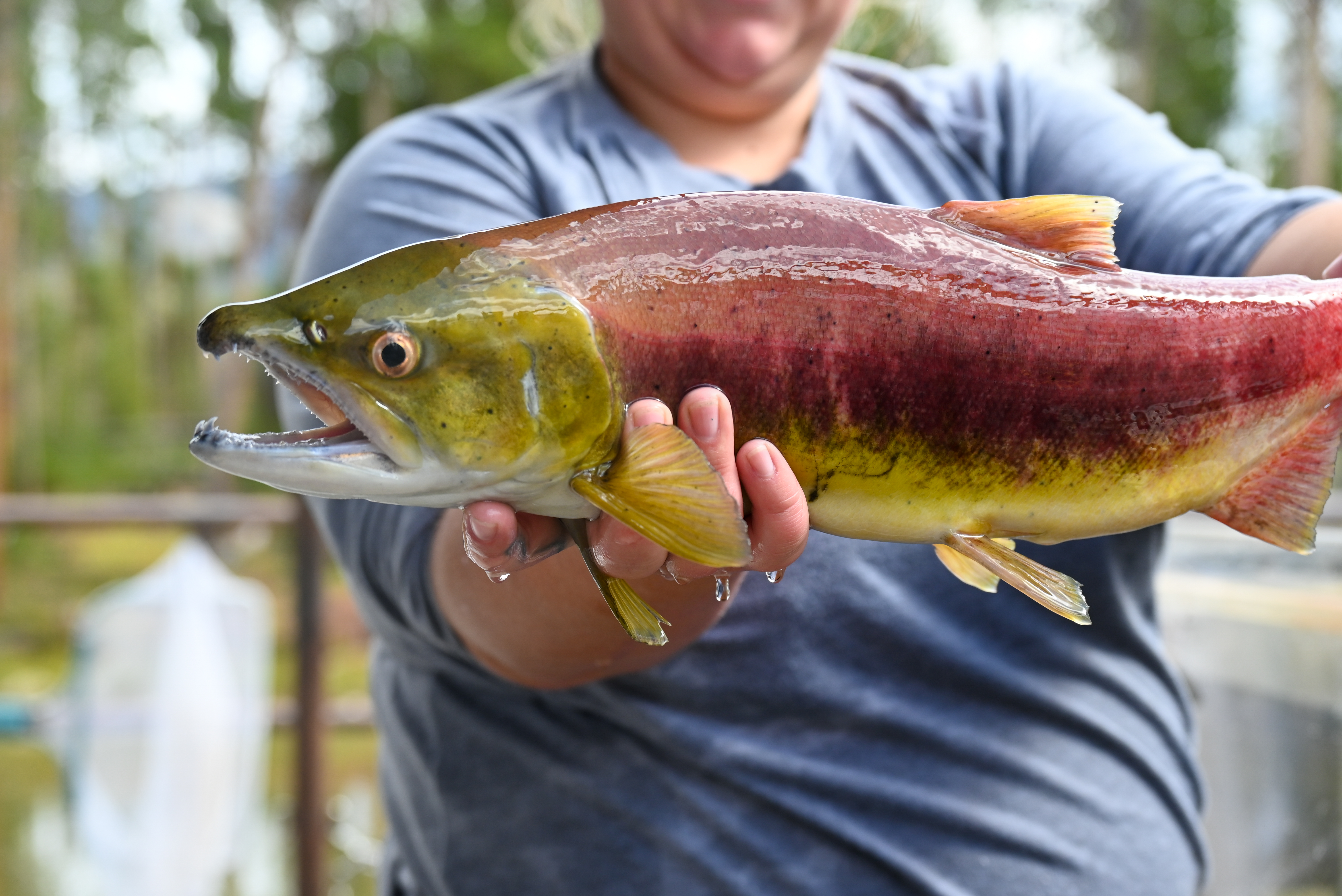 sockeye salmon_sawtooth hatchery_0589