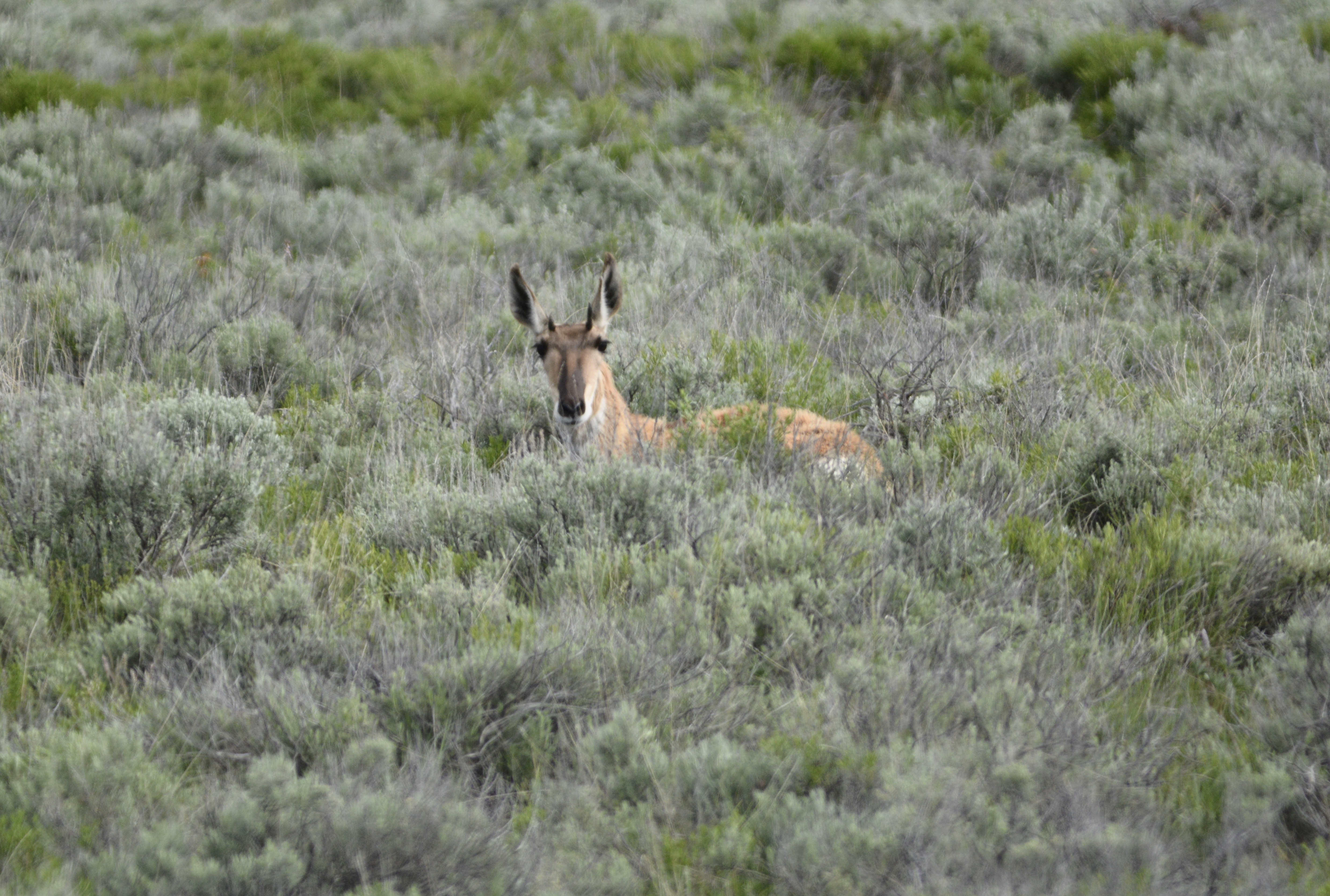 Antelope doe resting during fawning fawning season. 