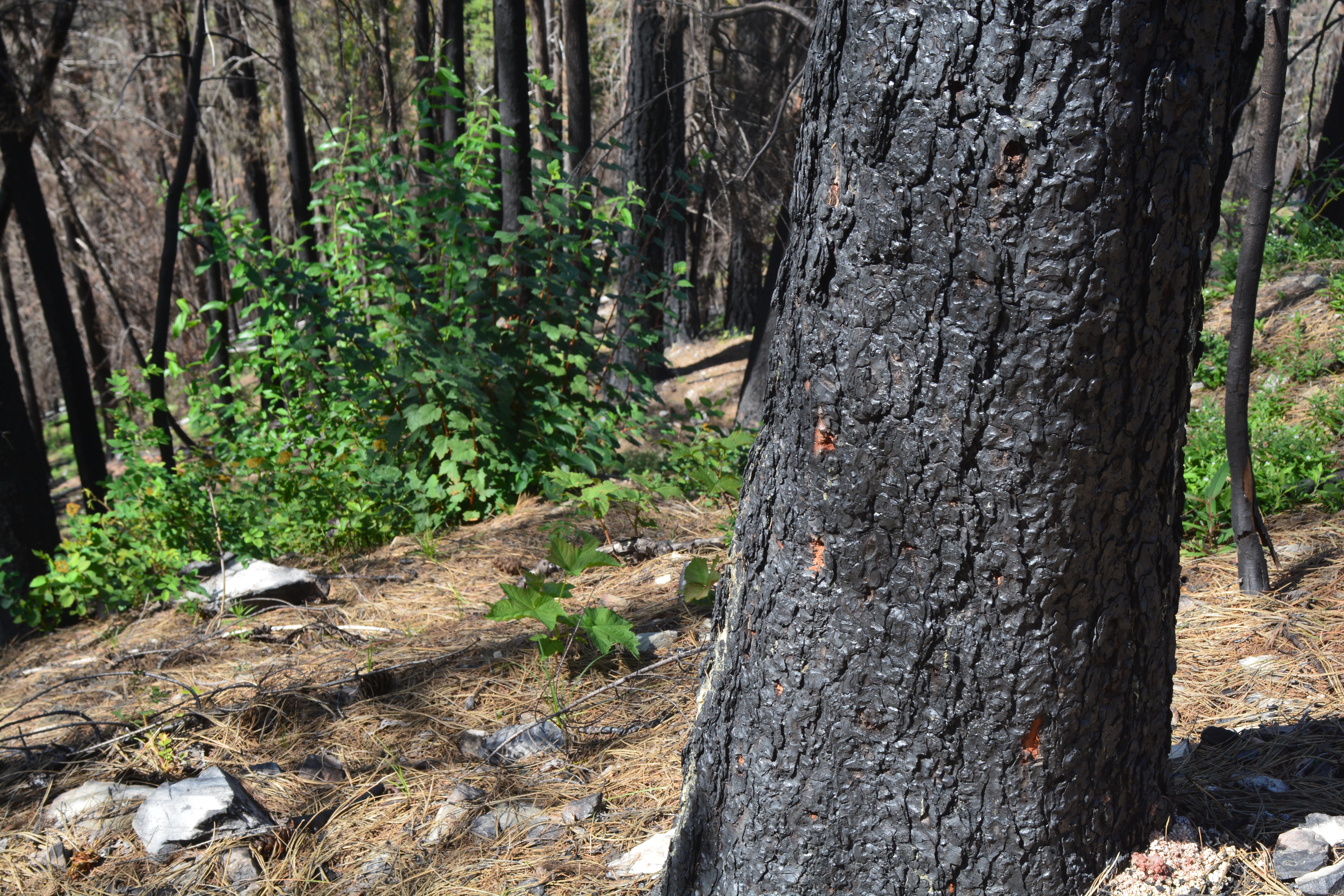 Shrub regrowth