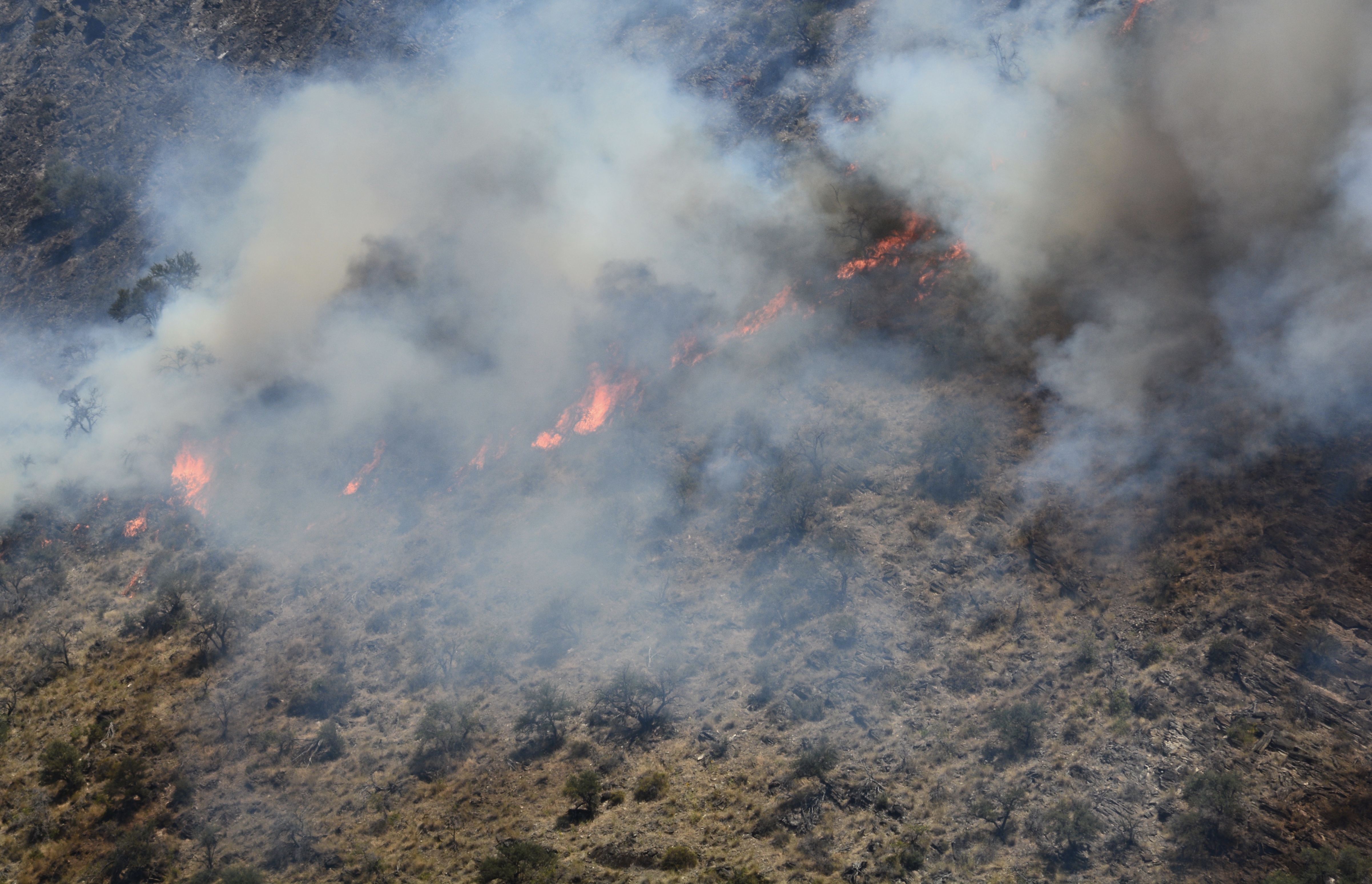 wildfire, McCall Subregion, 