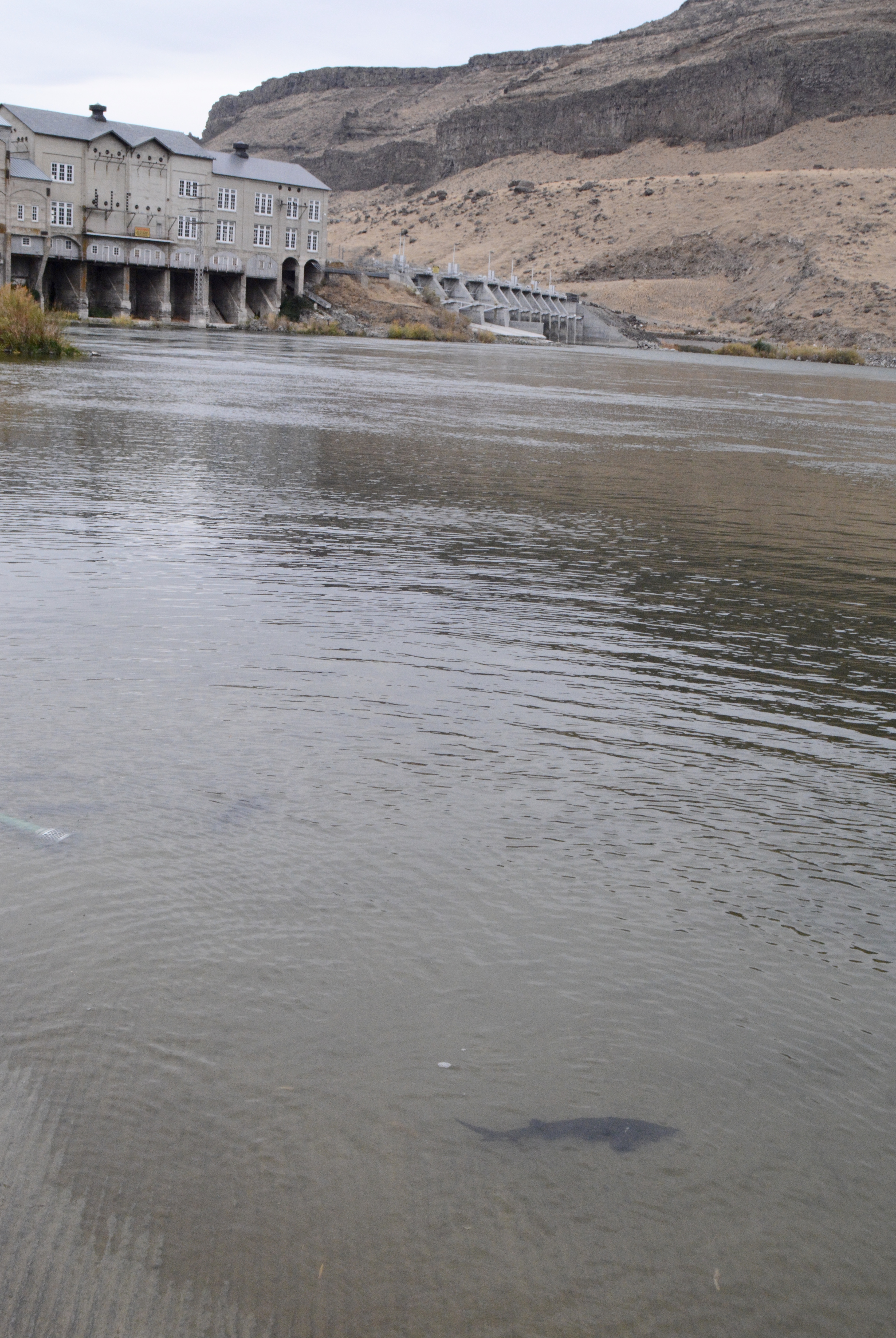 Sturgeon released below Swan Falls Dam, Southwest Region