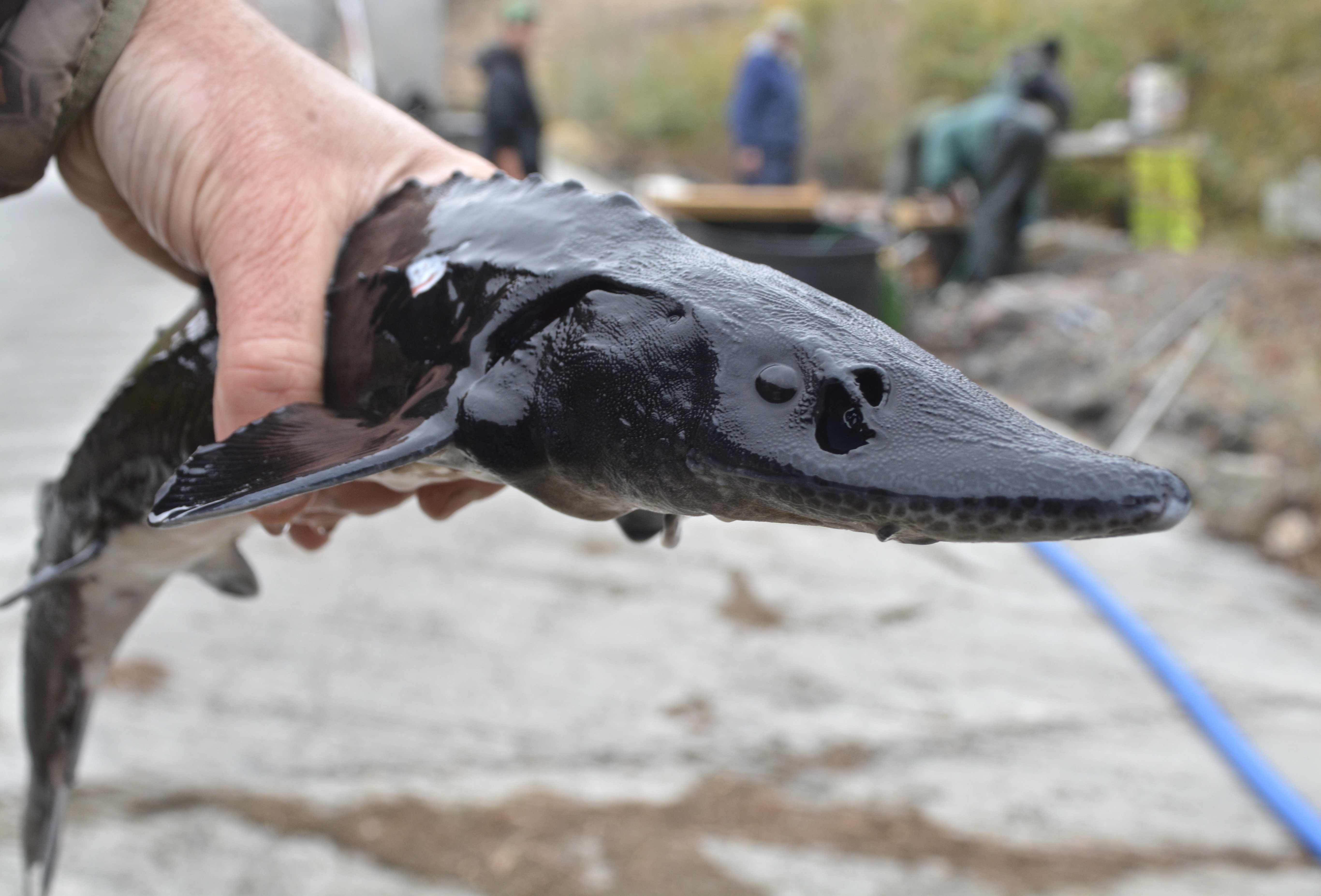 Sturgeon, stocking, Snake River, Swan Falls Dam, Southwest Region