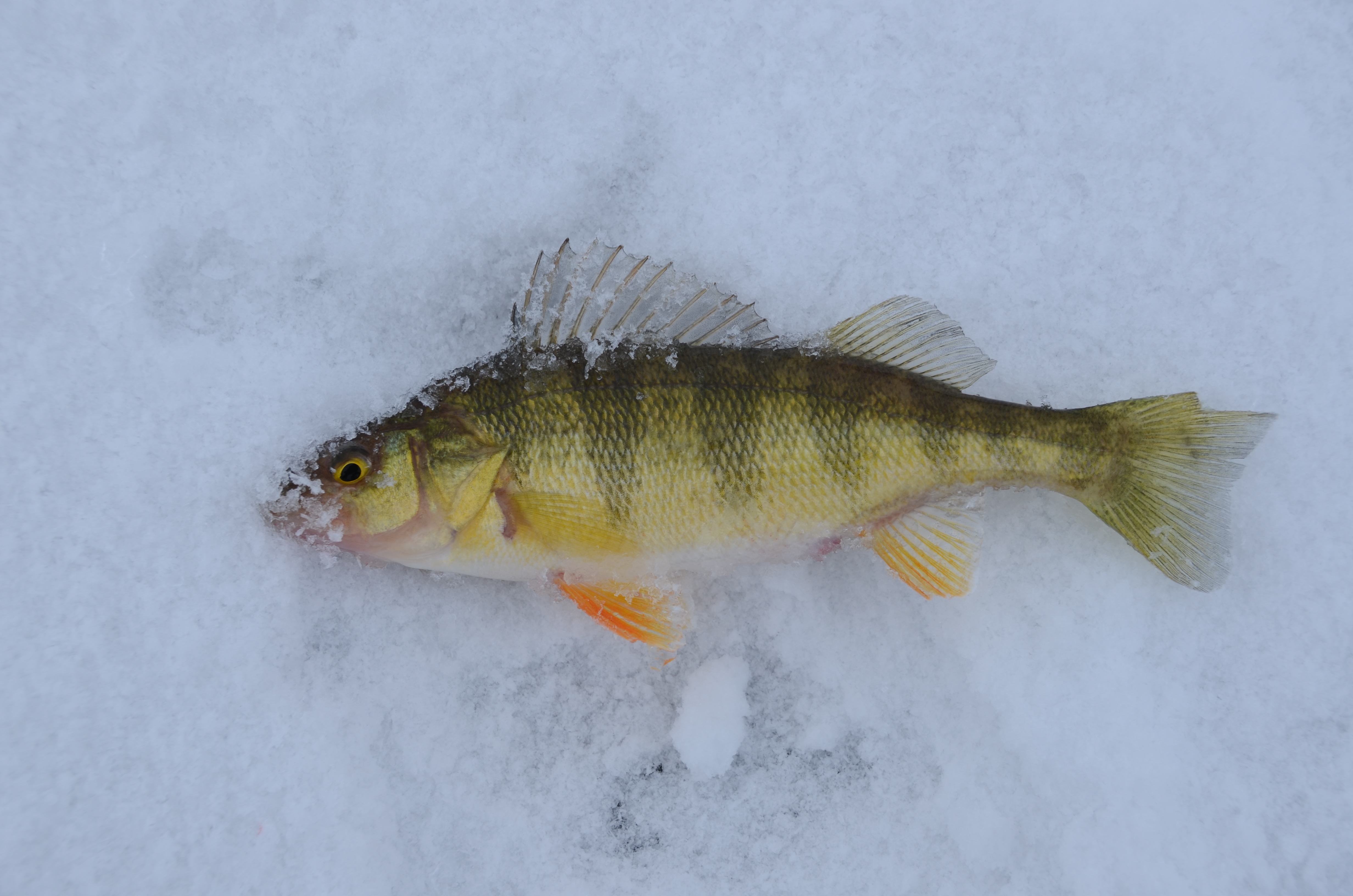 Yellow perch, ice fishing