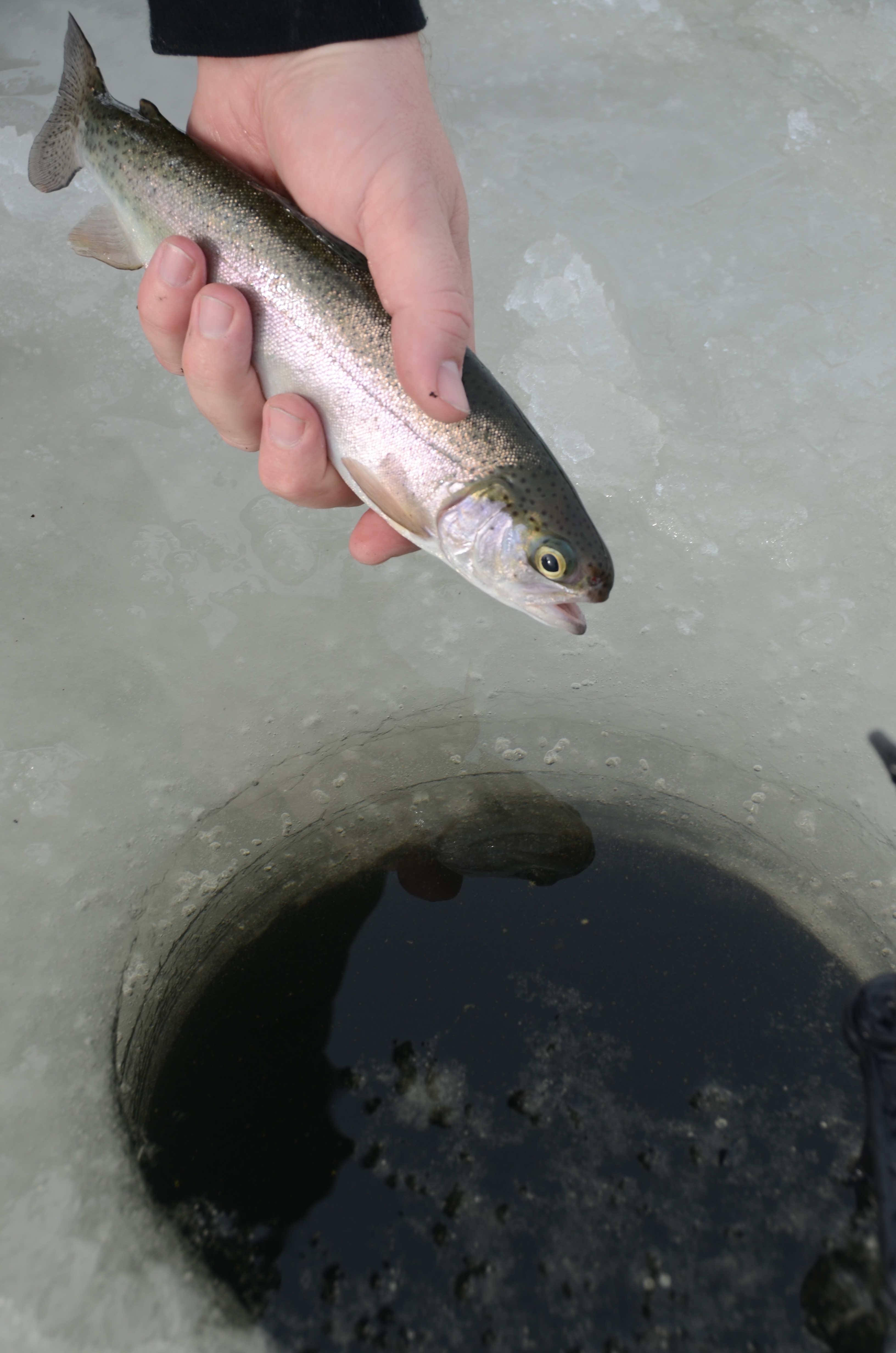Rainbow trout, ice fishing