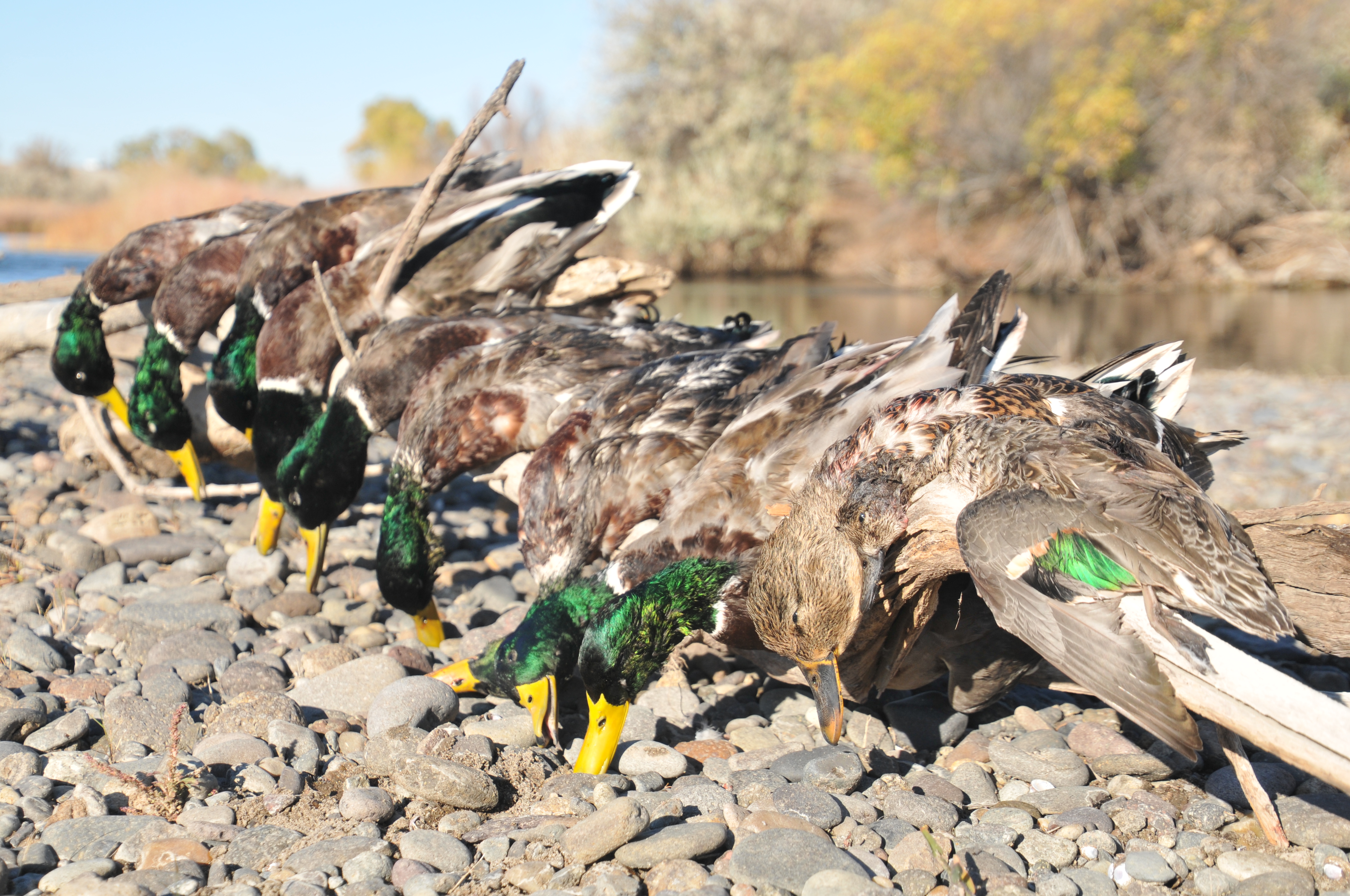 Waterfowl, ducks, C.J. Strike WMA, Southwest Region, duck hunting