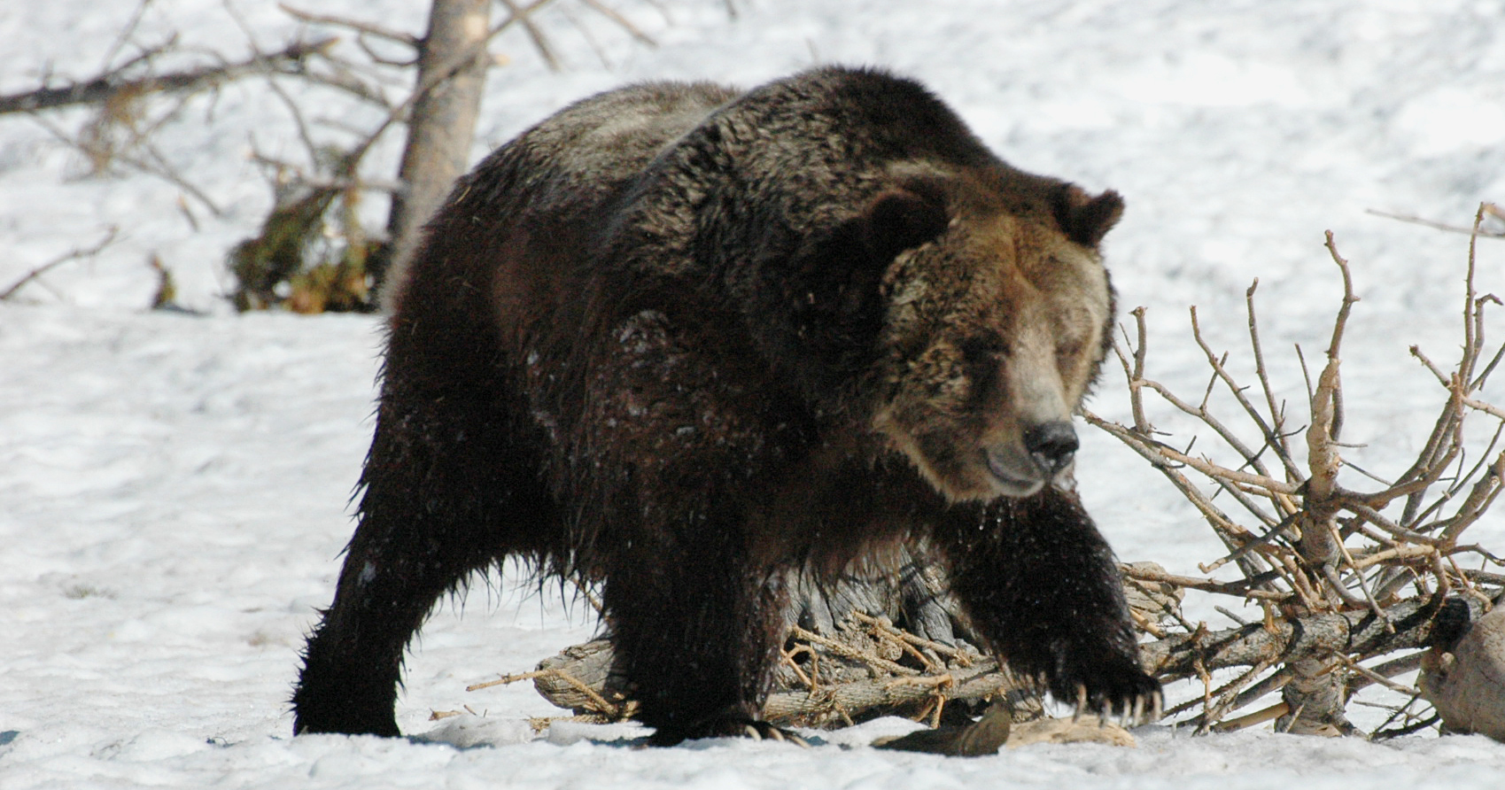 grizzly bear in snow March 2012