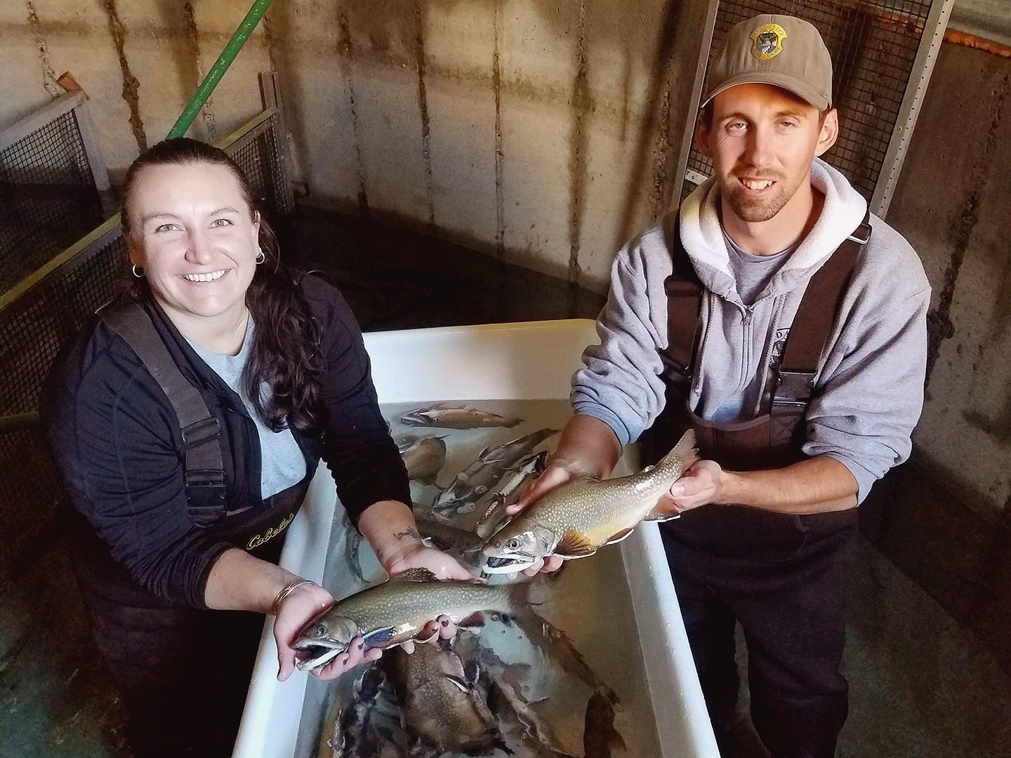 Working with Brook trout