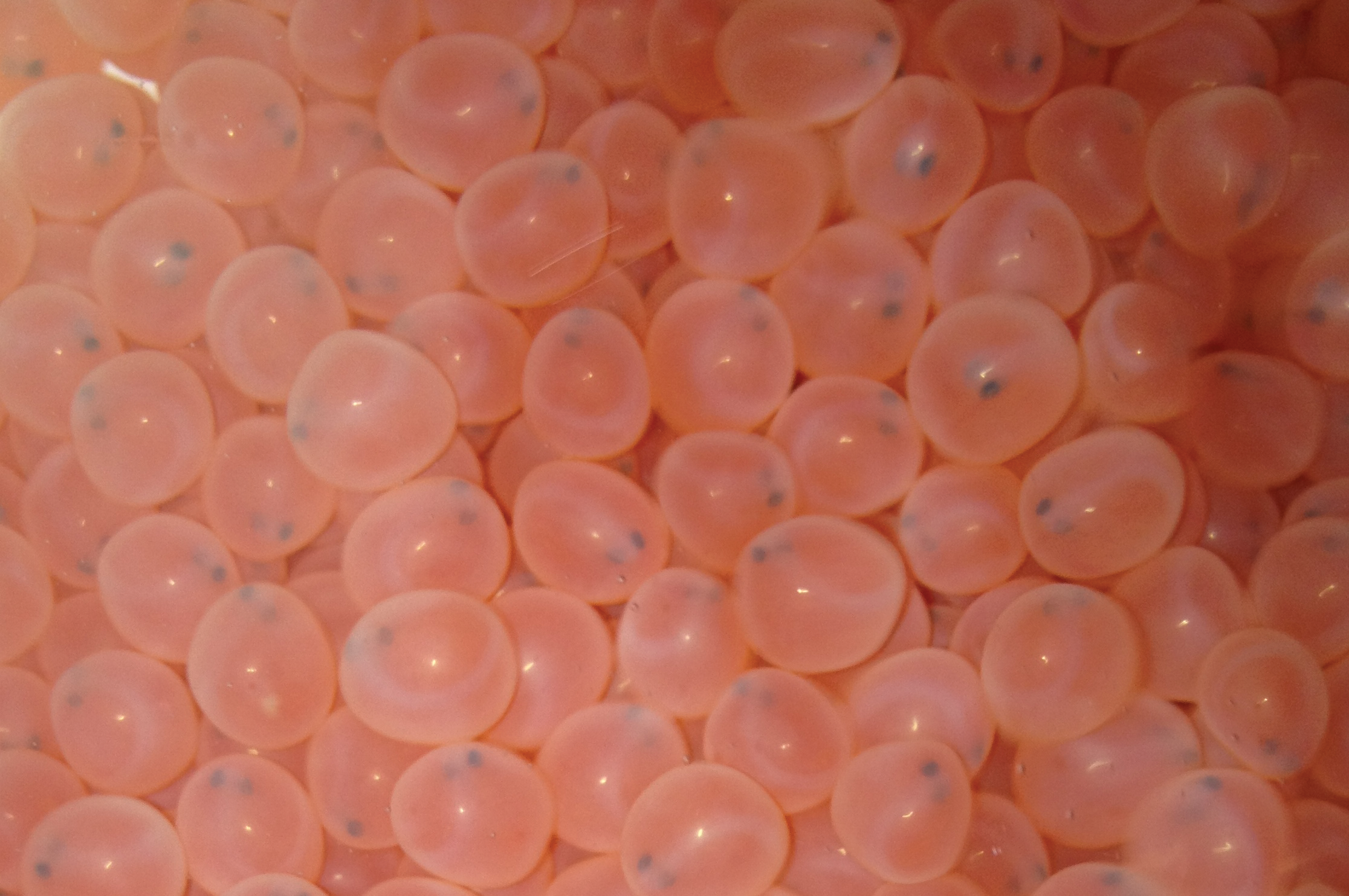 eggs from chinook salmon at the Sawtooth Fish Hatchery tight shot September 2012