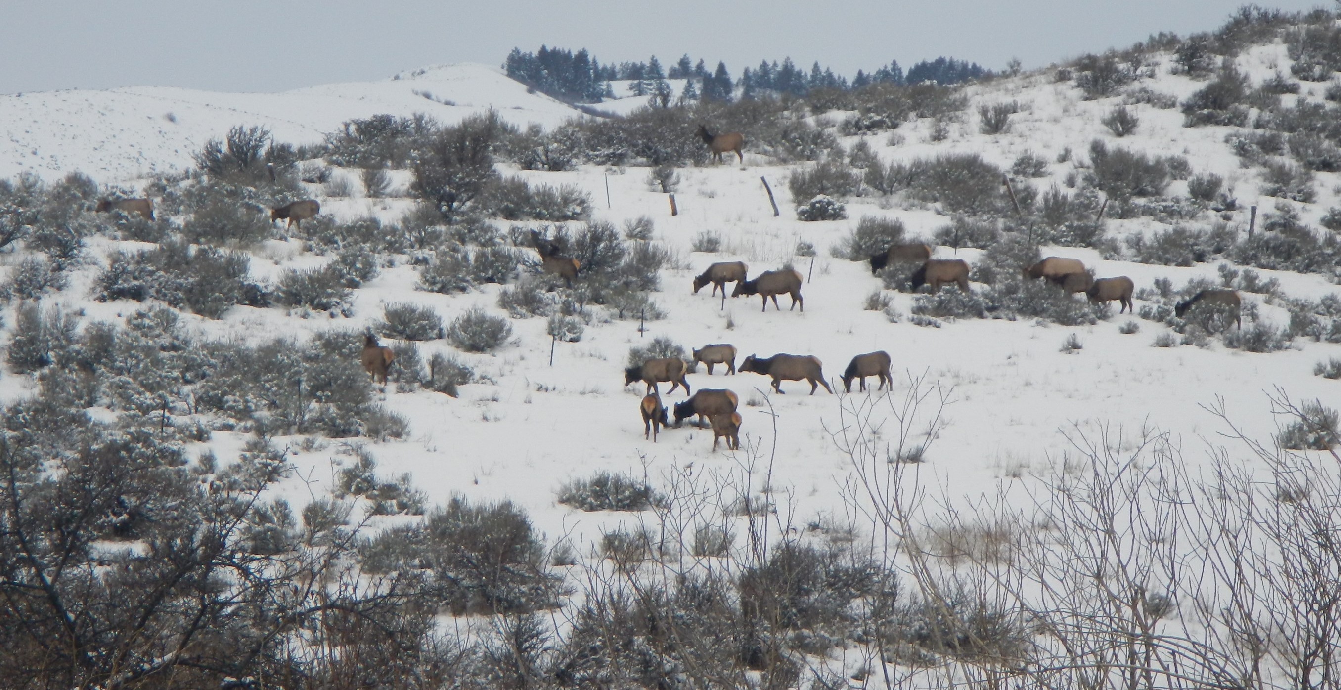 Elk at the Boise River WMA