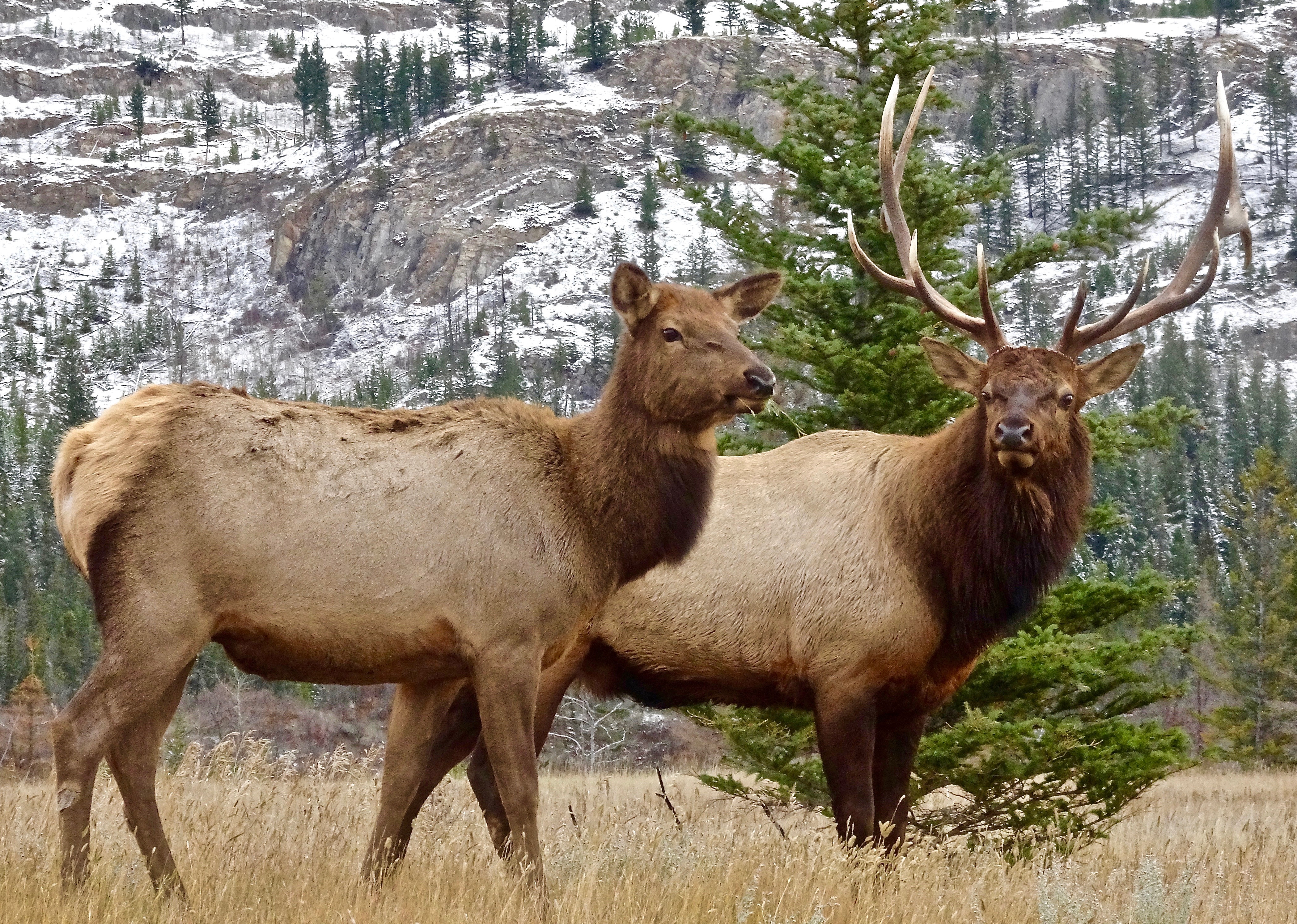 elk_bull_-_cow_image_by_siggy_nowak_from_pixaby