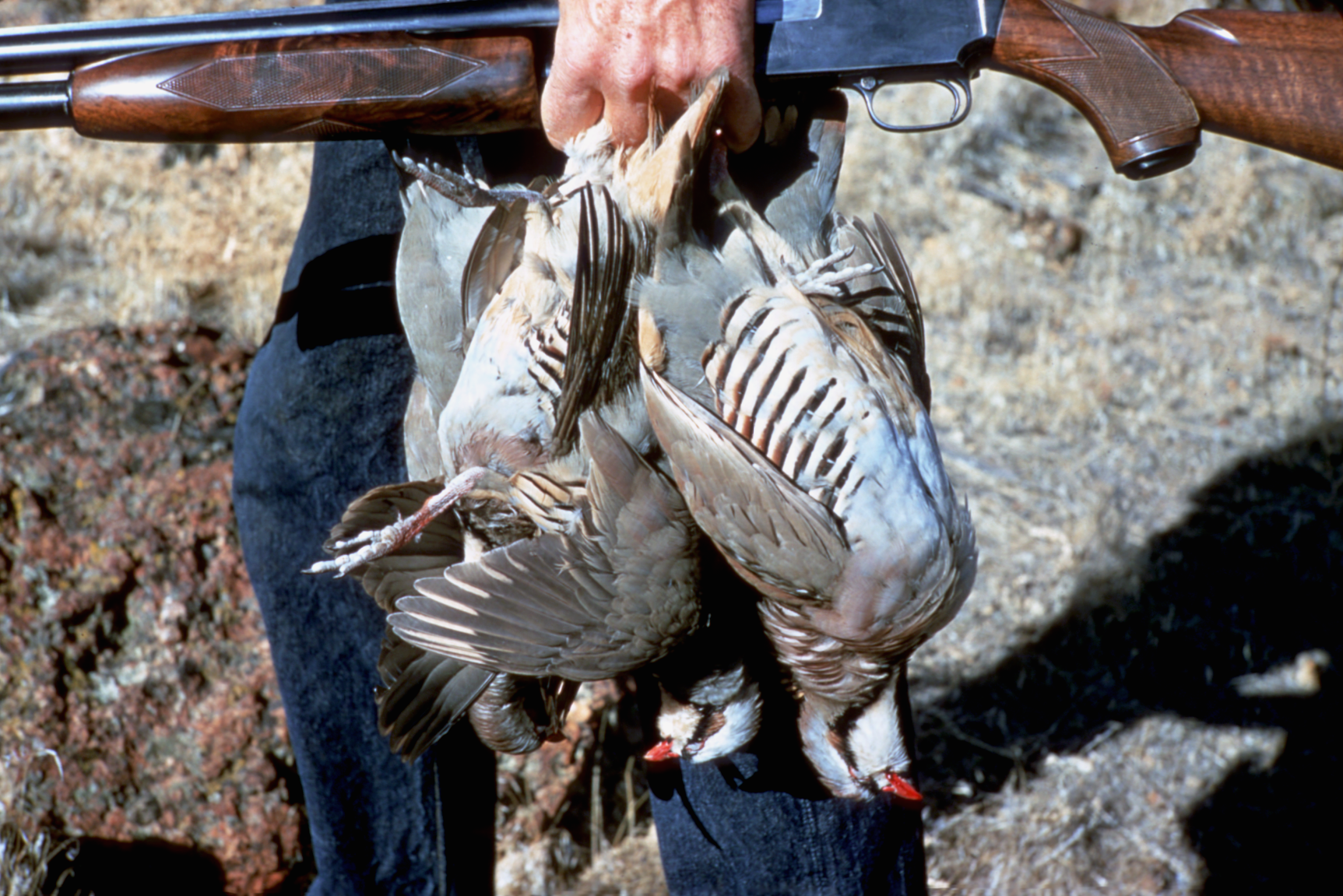 hunter walking with a gun and chukars