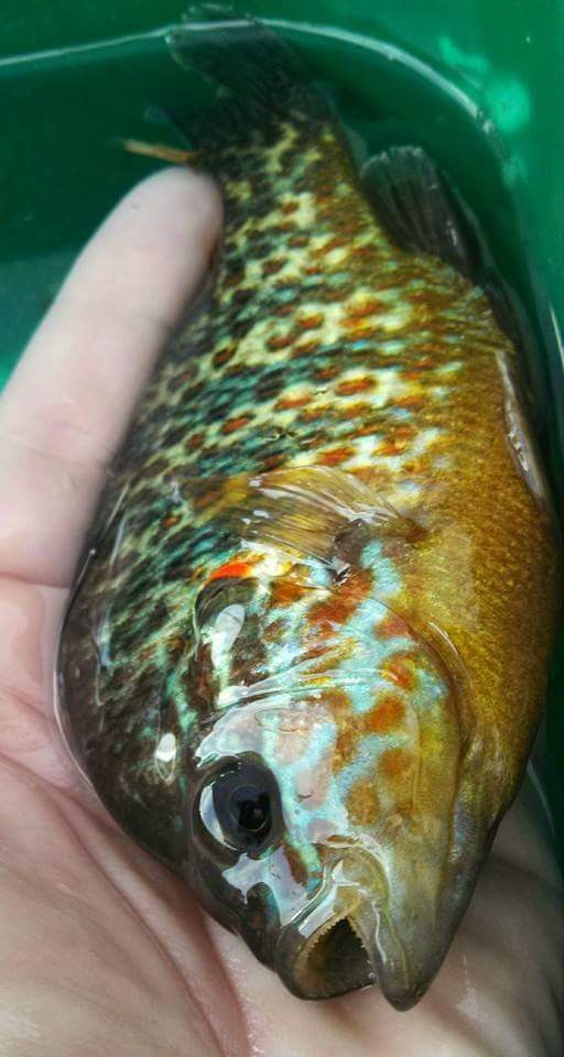 Panhandle Panfish: A Fun and Easy Way to Enjoy North Idaho’s Fishery ...