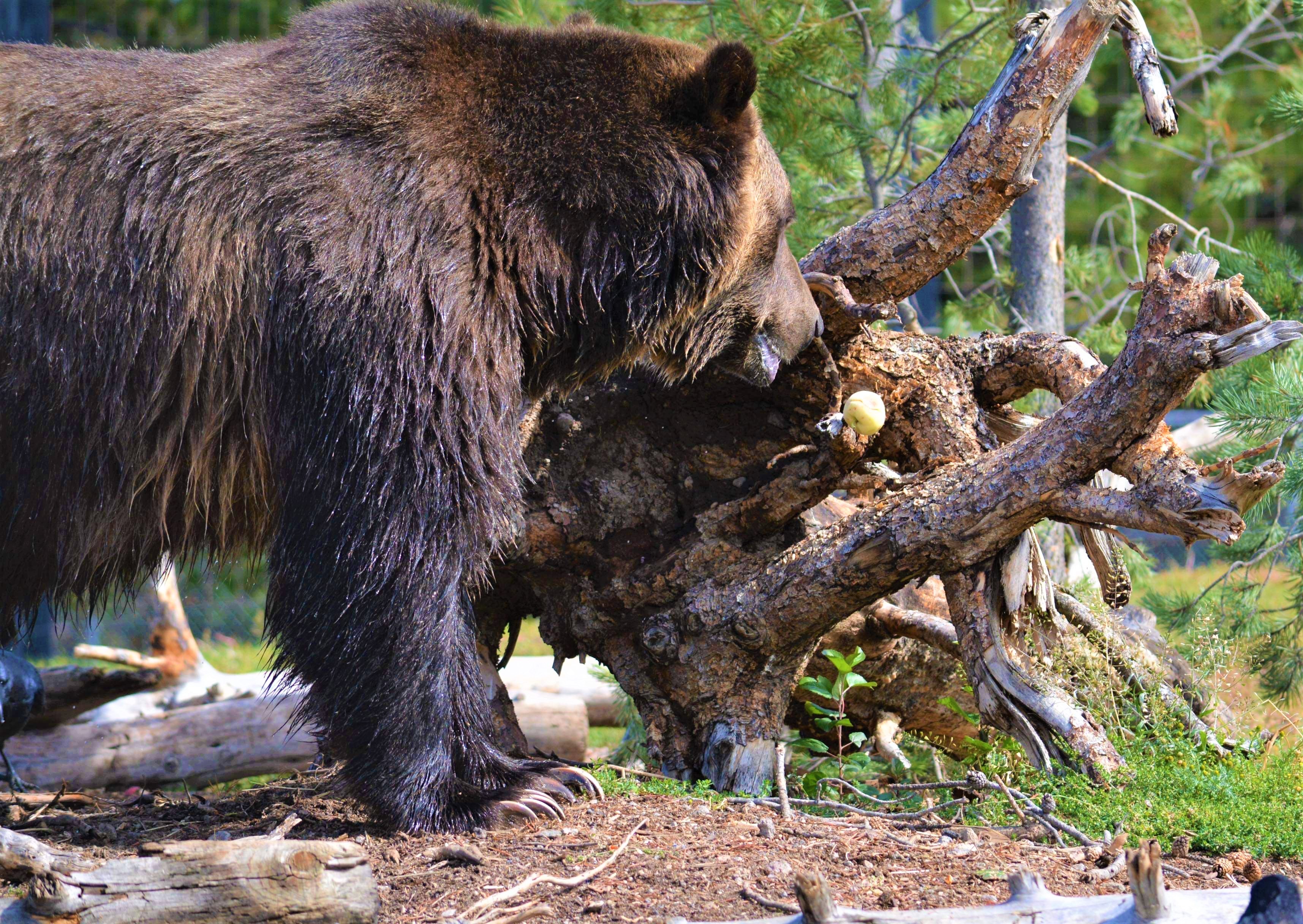 Hibernation: What's Going on for Grizzly Bears in Winter? - Grizzly bear  conservation and protection