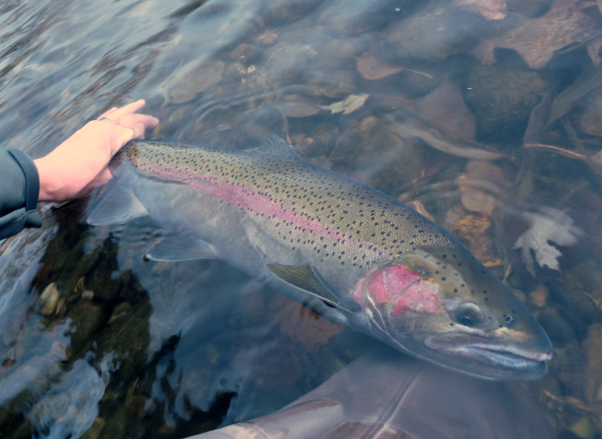 Steelhead- A proven low water setup