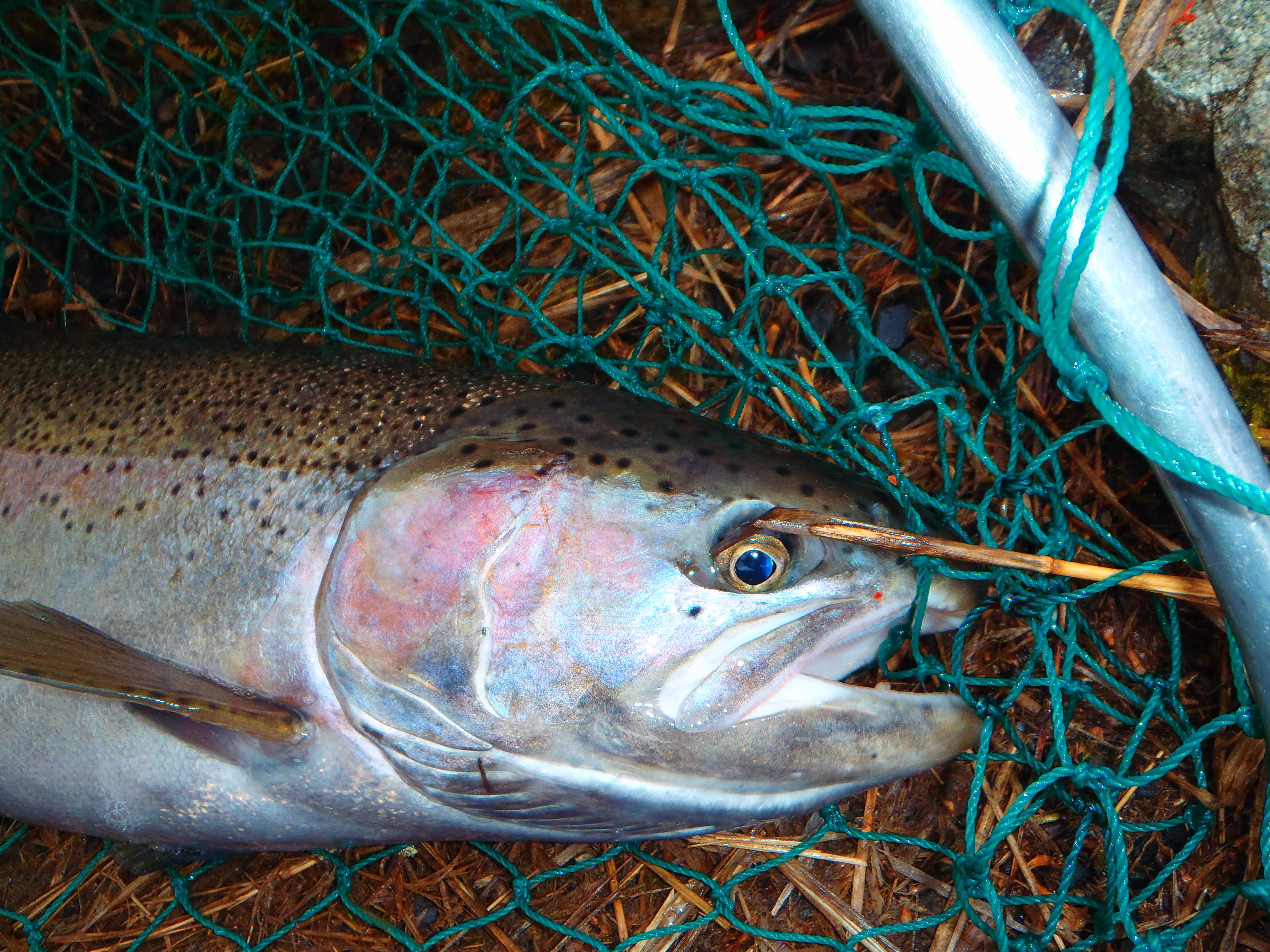 Clearwater Steelhead in net