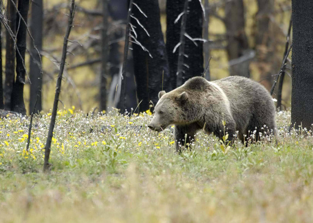 Reminder that grizzly bears can frequent any game management unit