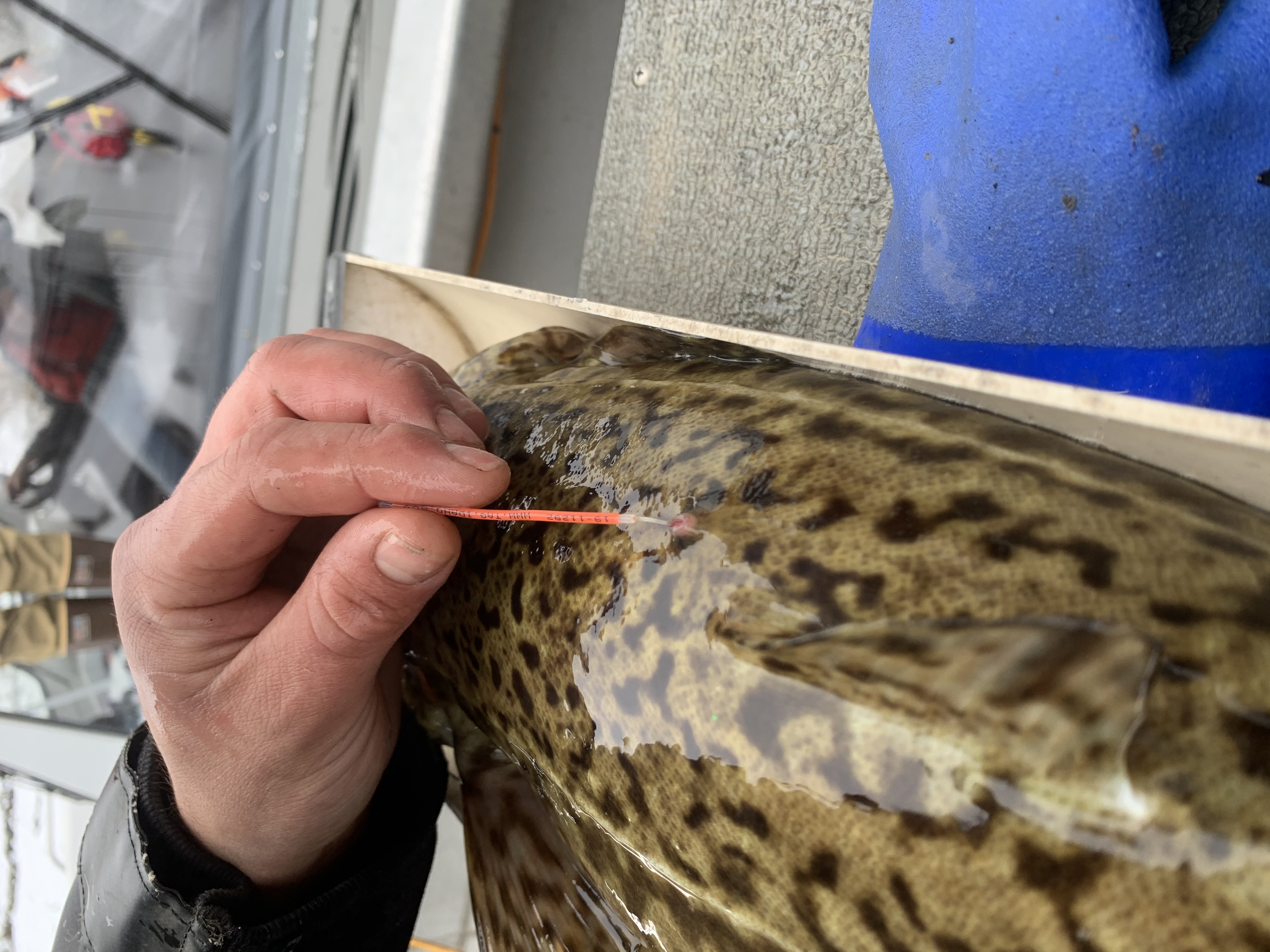 Kootenai River burbot with a tag in its back