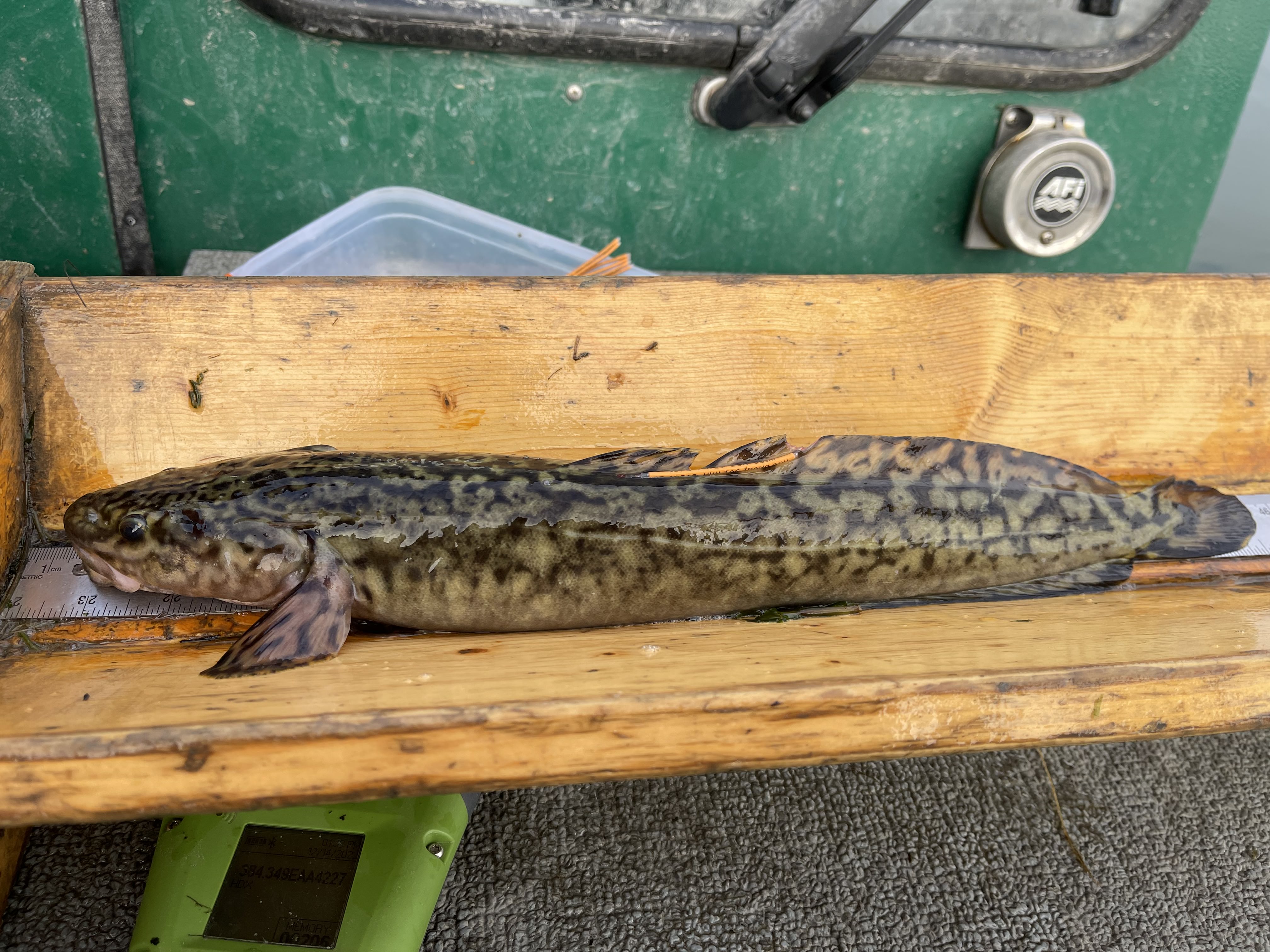 Kootenai River burbot with a tag in its back