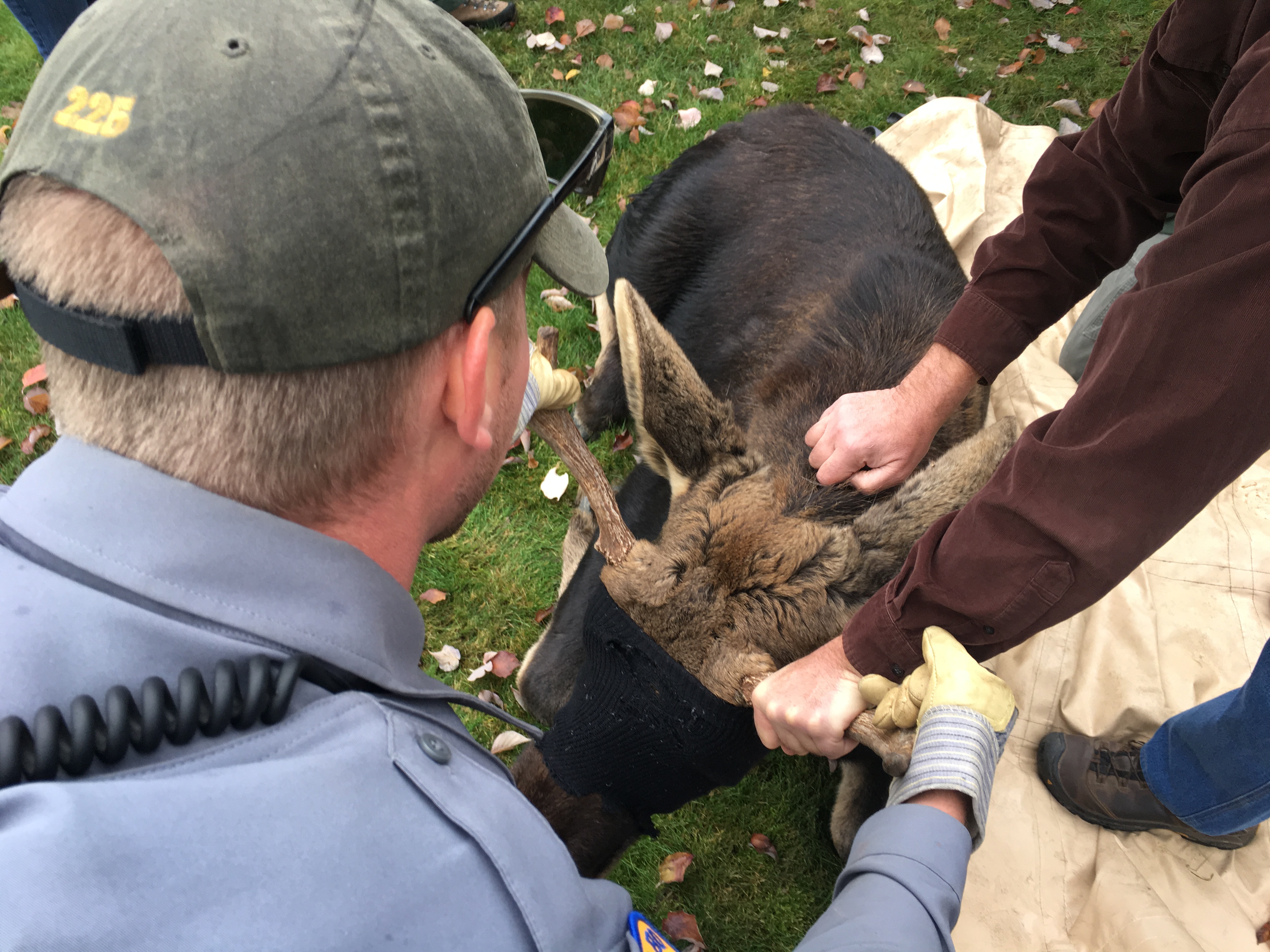 Moose in Lewiston