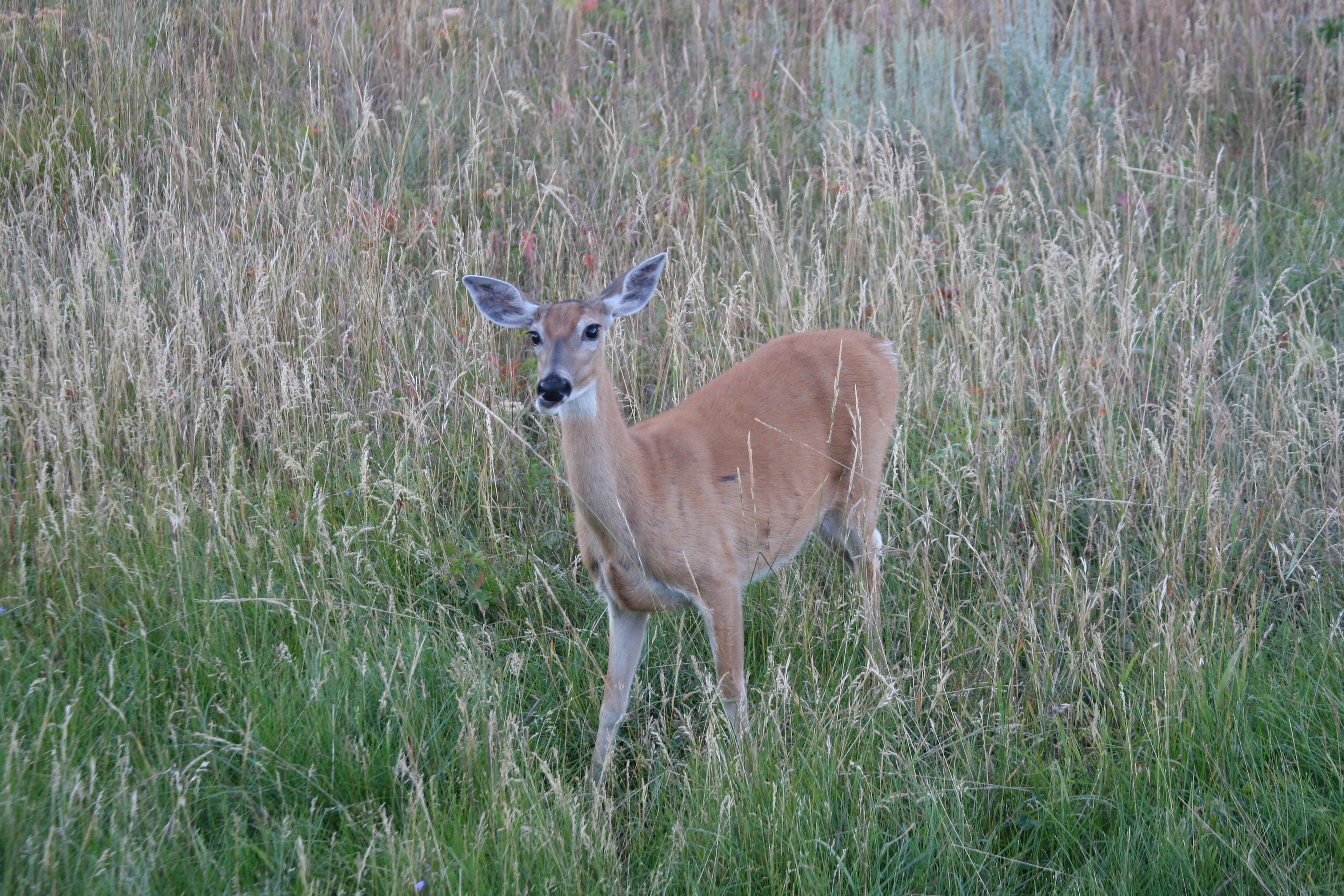 whitetaildeer9939.jpg