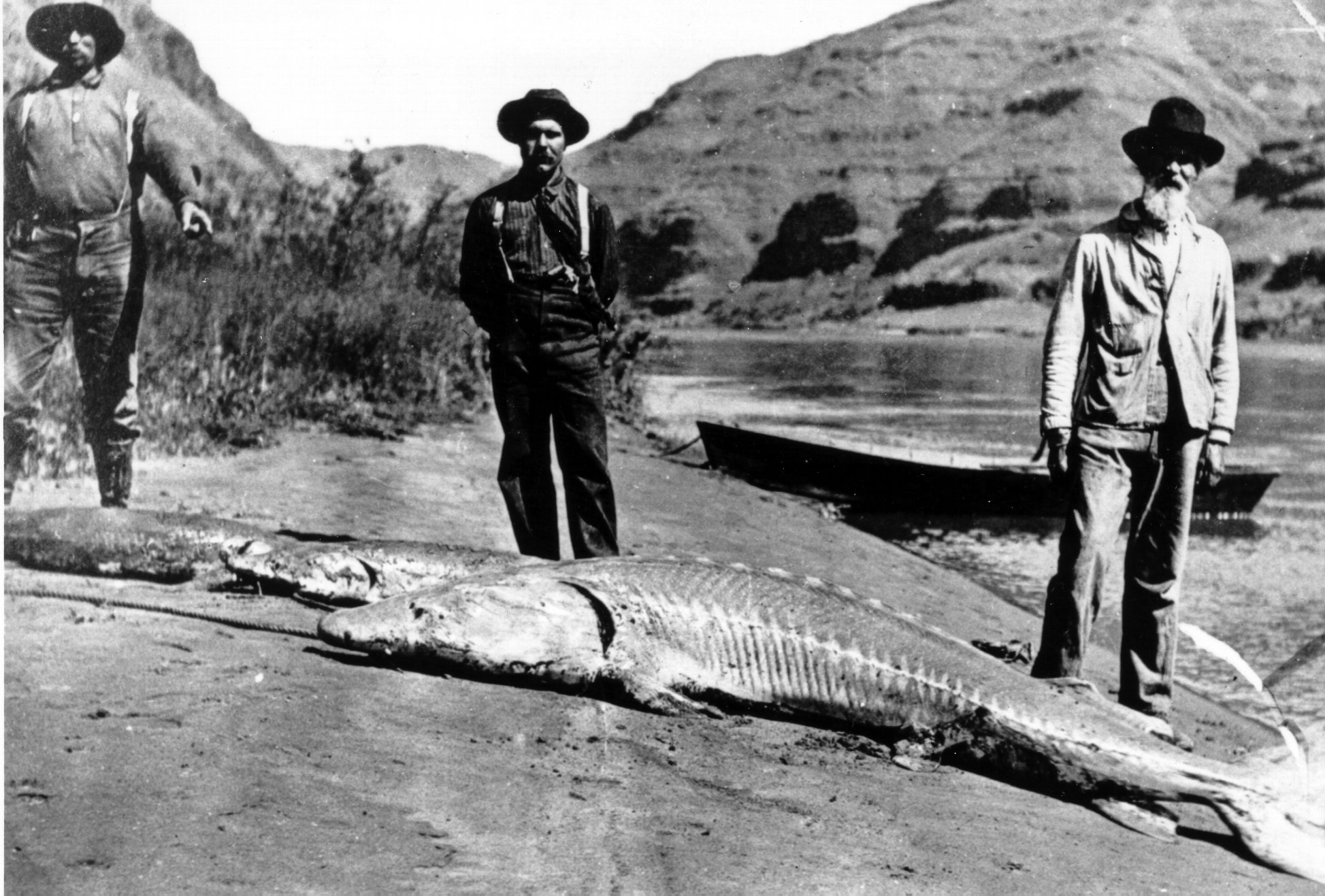 Snake river white sturgeon historic 1
