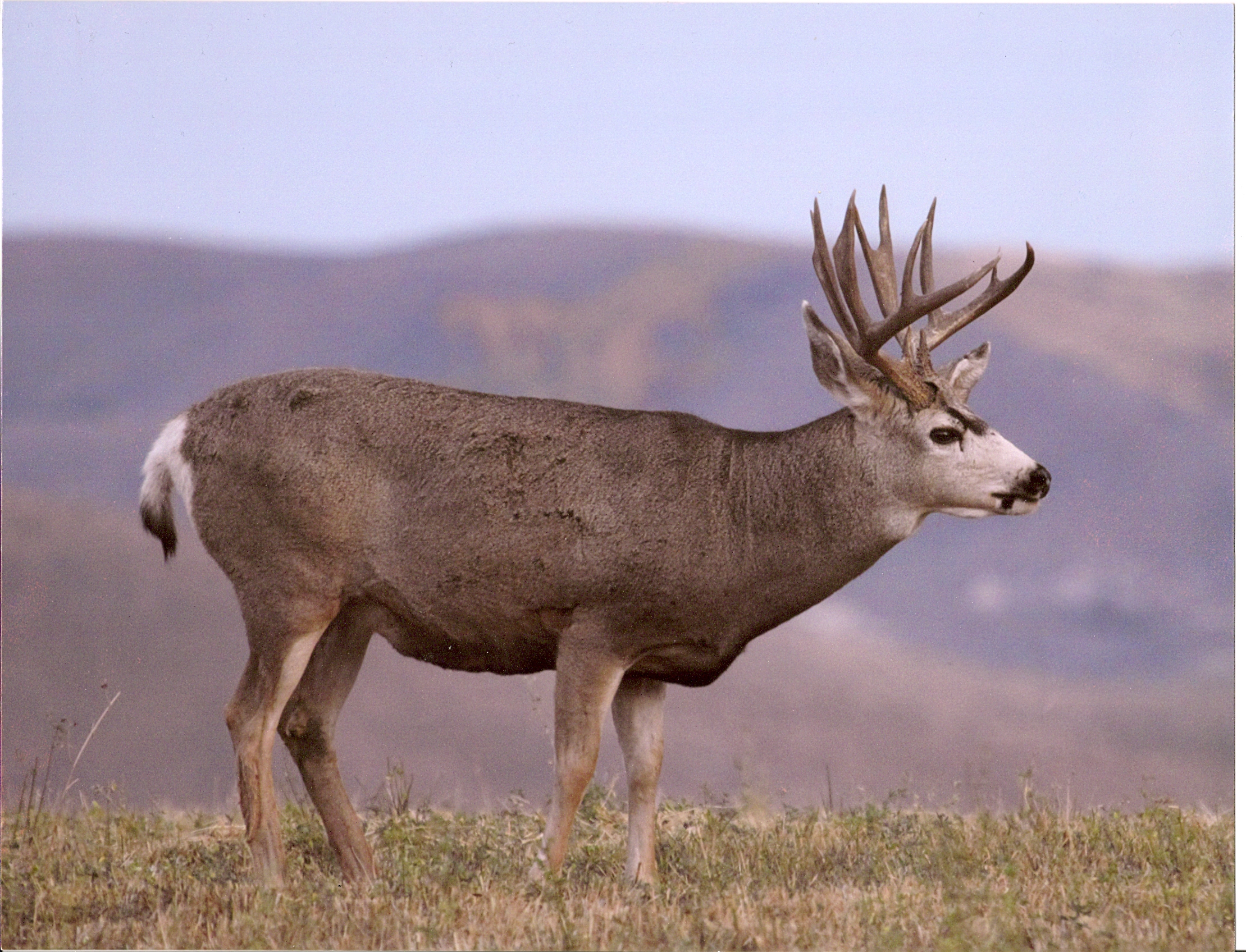 Side profile of a mule deer buck