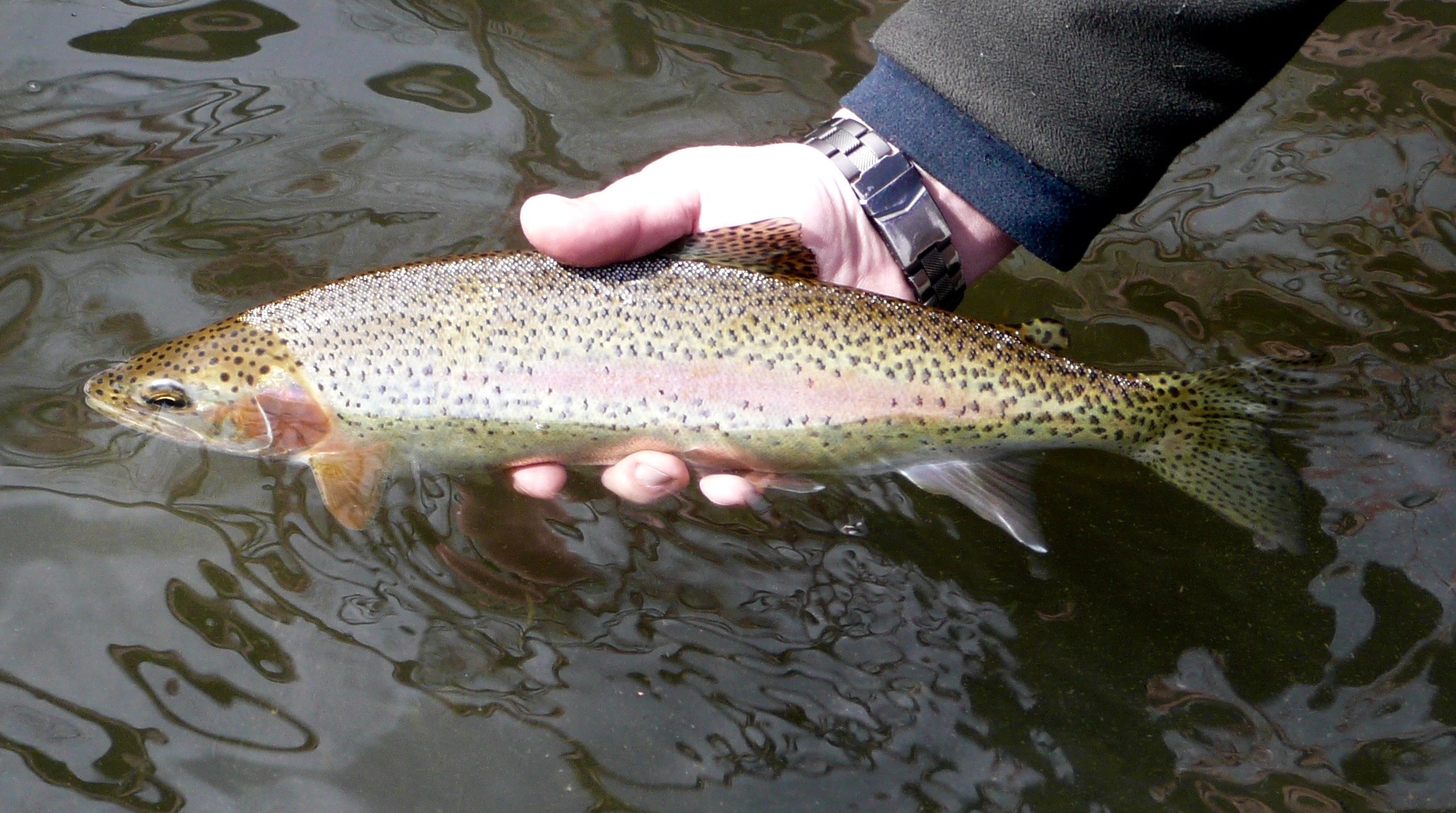 Rainbow trout, Boise River, Southwest Region