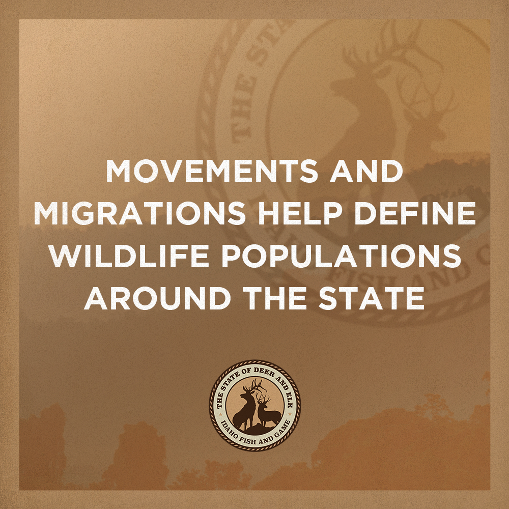 State of Deer and Elk Movements and migrations help define wildlife