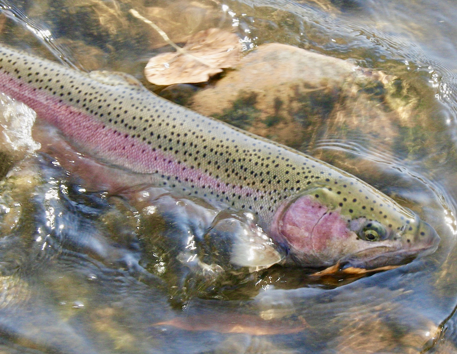 steelhead_1_201_a