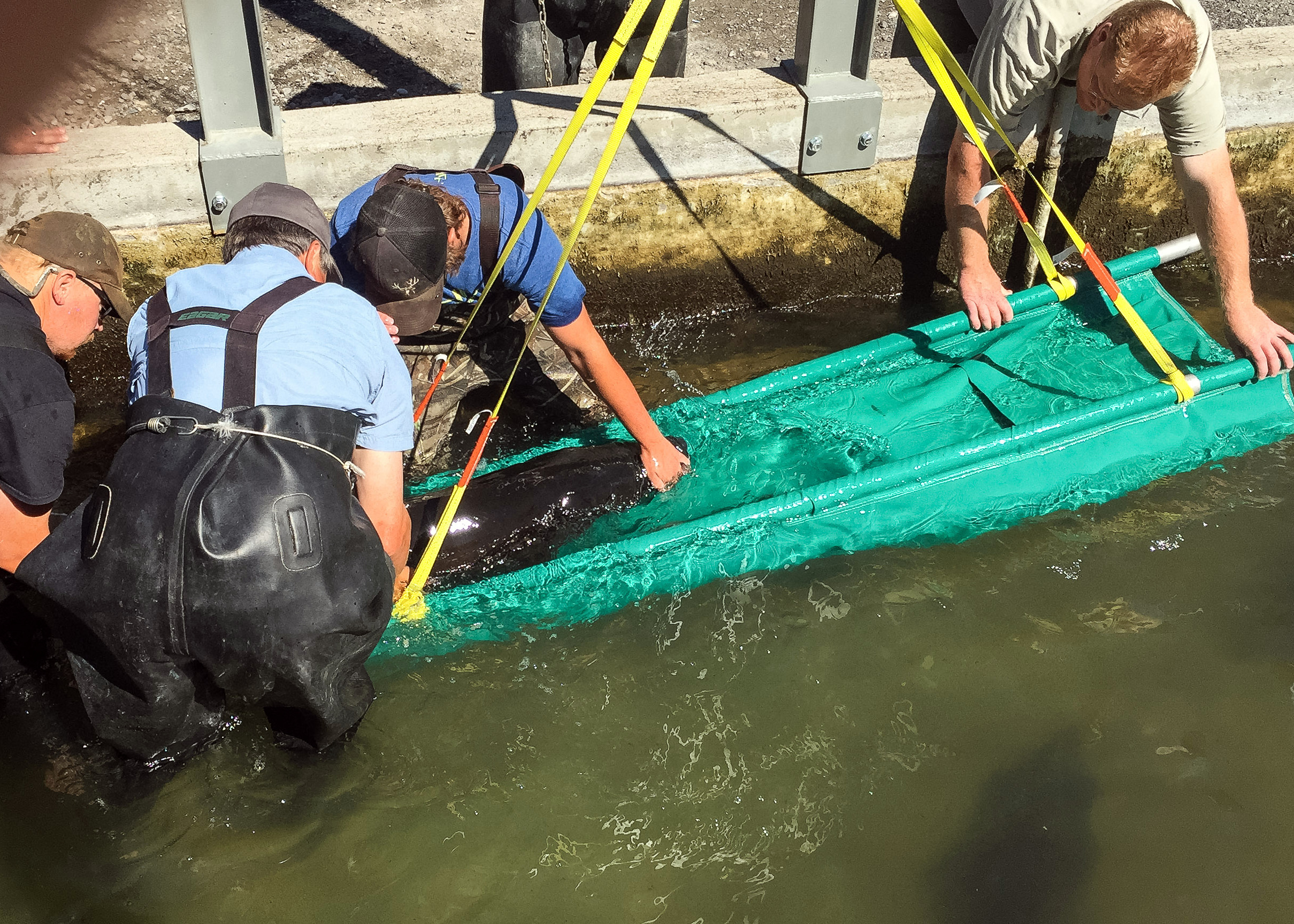 White sturgeon loaded in sling for spawning