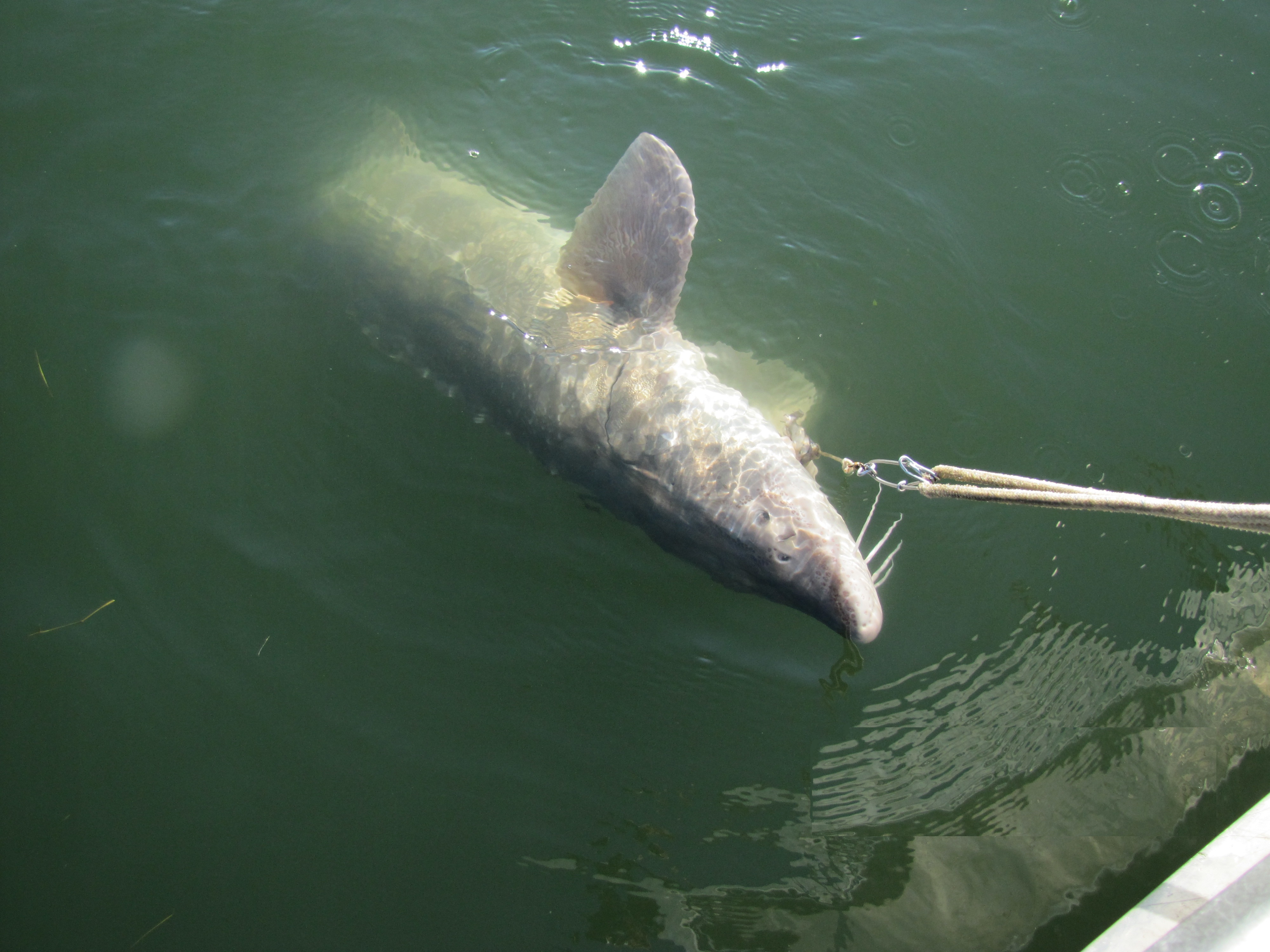 Snake river white sturgeon setline 