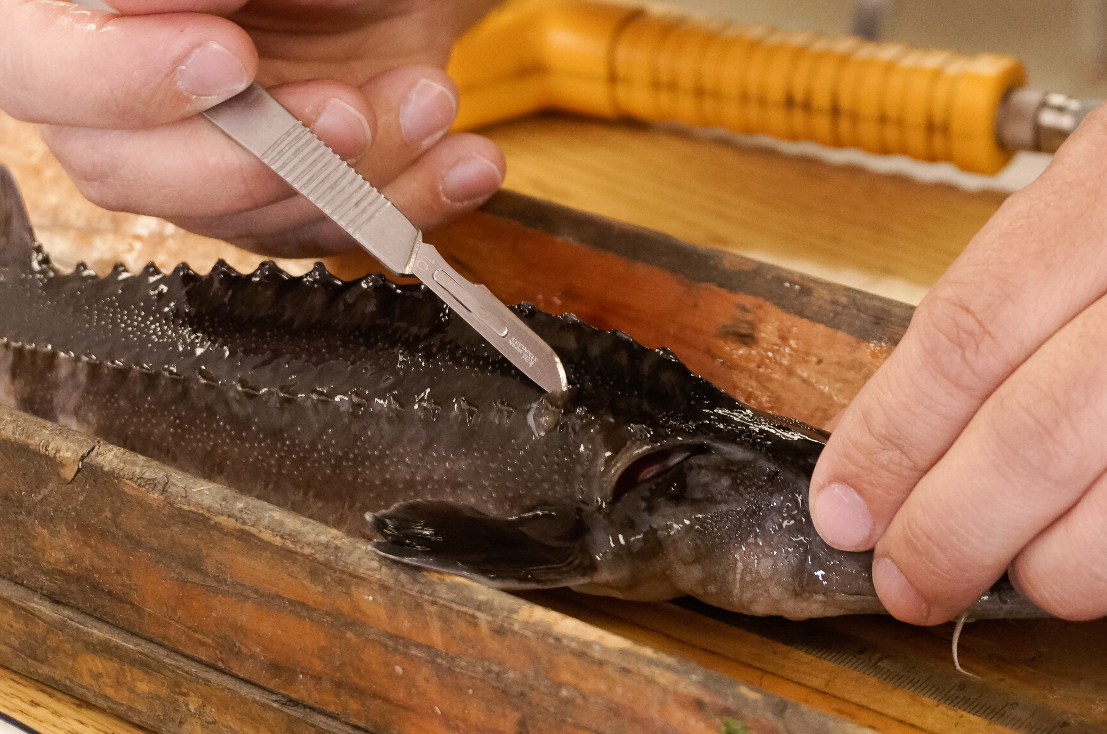 Conserving Snake River sturgeon: Tagging and stocking (part 7 of 7)