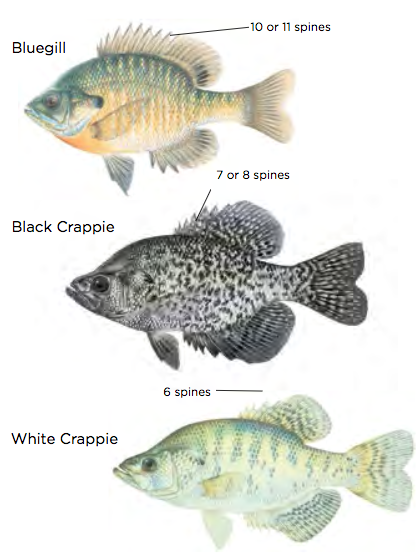 difference between crappie and bluegill