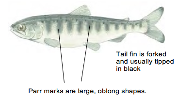 Juvenile Chinook salmon / Image by Joseph Tomelleri