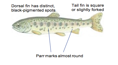 Rainbow Trout - Species Guide