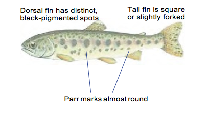 Resident Fish Identification